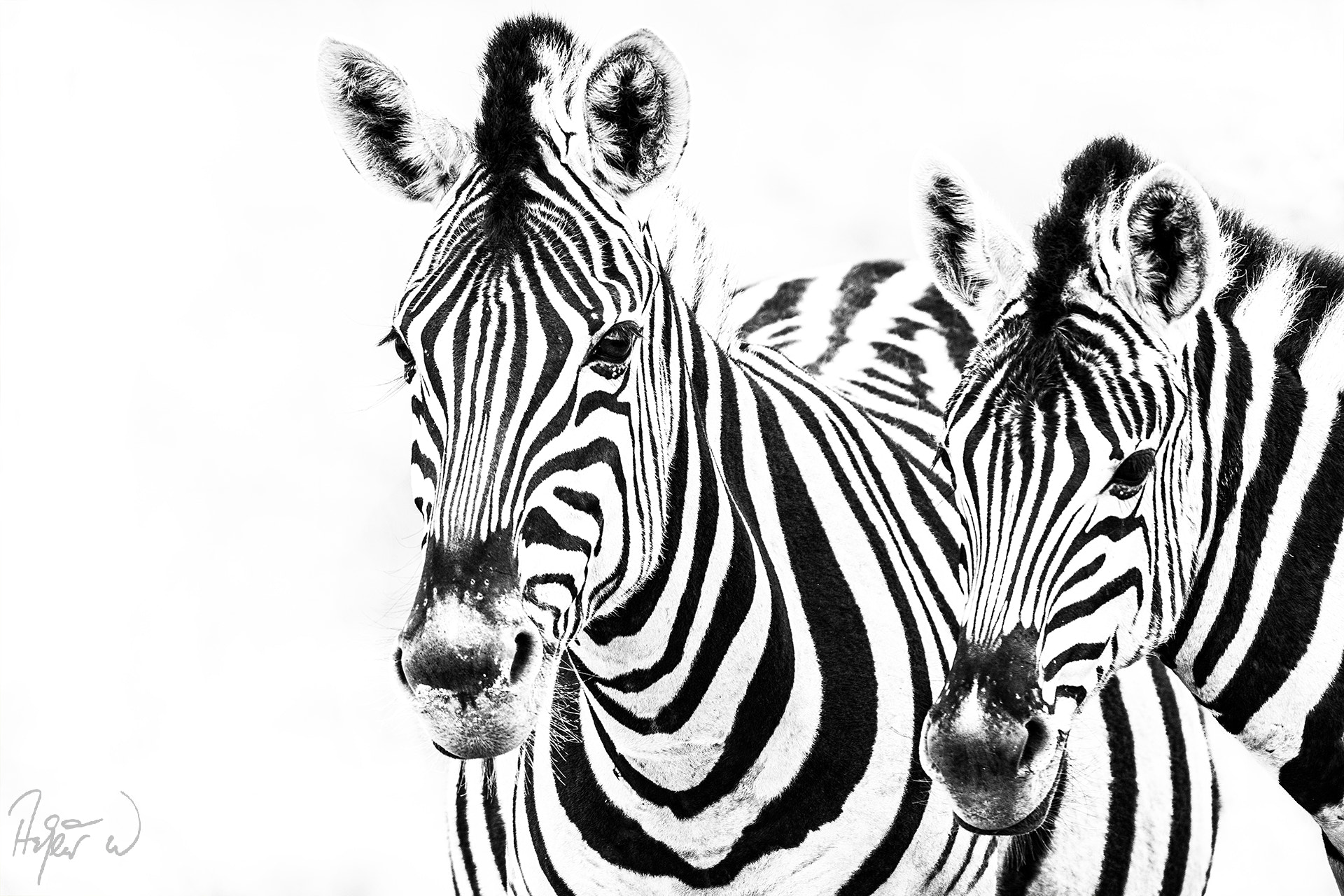 Nikon AF-S Nikkor 200-400mm F4G ED-IF VR sample photo. Naturally black and white photography