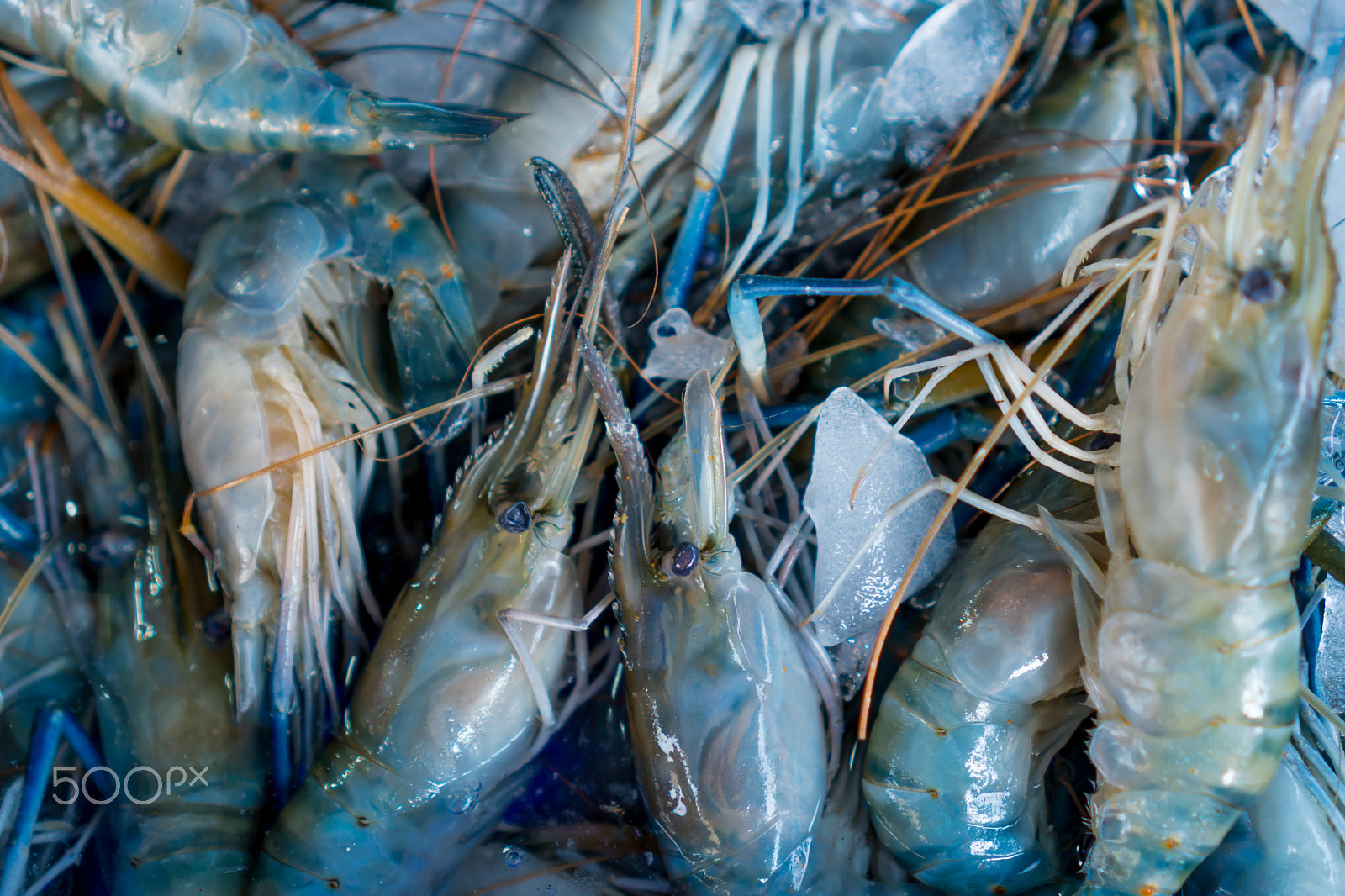 Sony E 35mm F1.8 OSS sample photo. Shrimps in the box photography