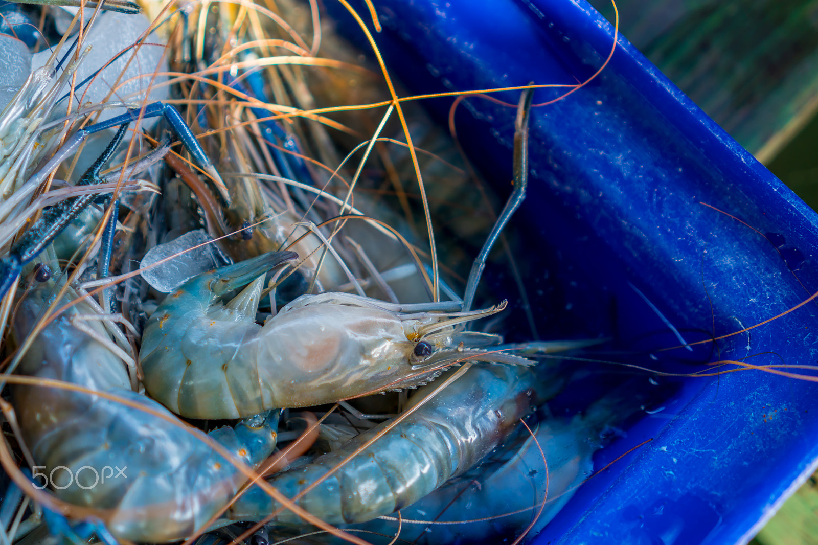 Sony a6300 sample photo. Shrimps in the box photography