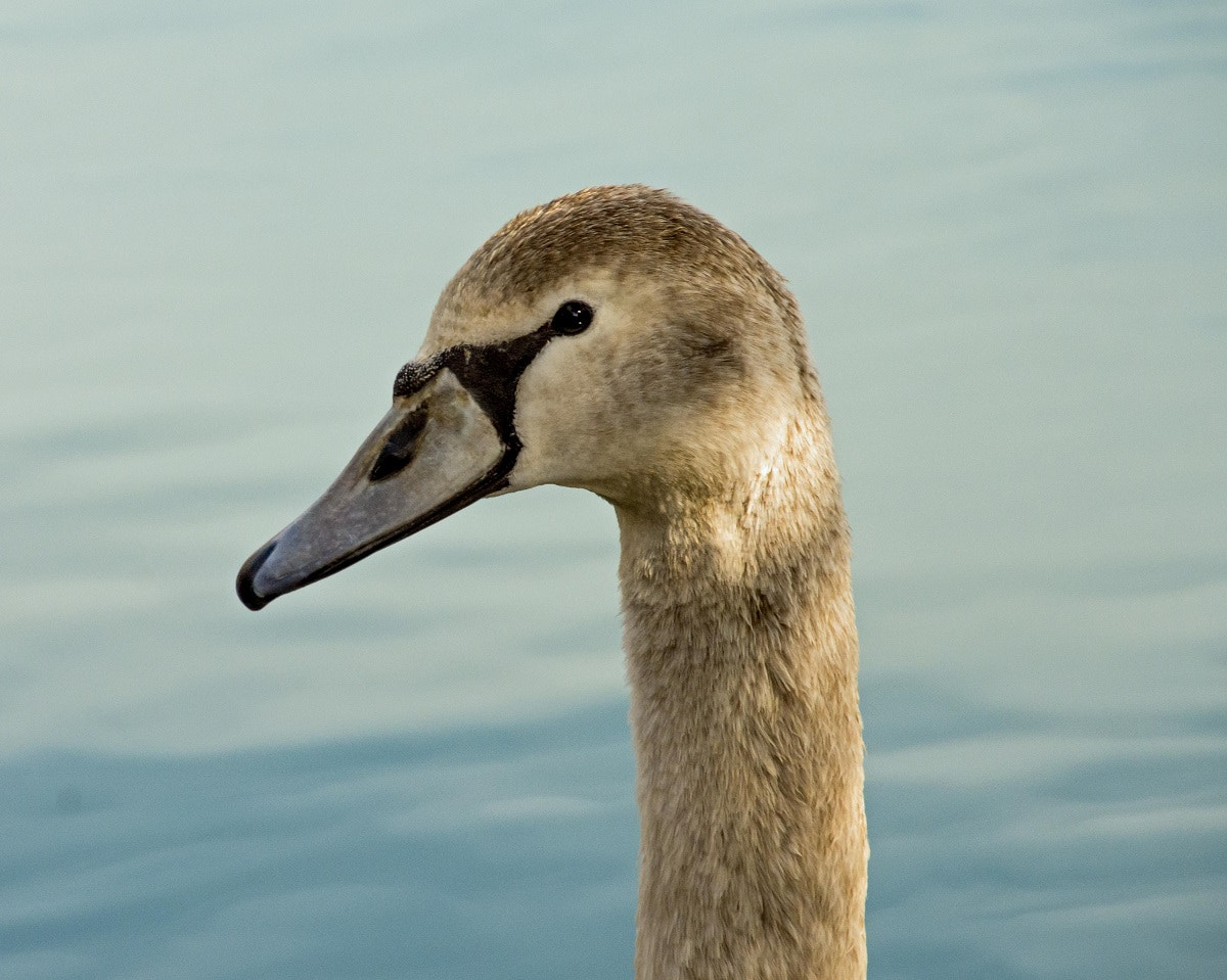 Sigma 18-250mm F3.5-6.3 DC Macro OS HSM sample photo. Gibt es hier futter? photography
