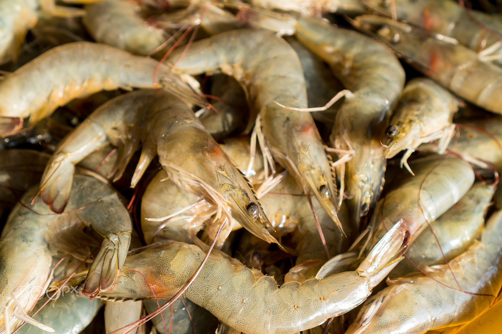 Sony E 35mm F1.8 OSS sample photo. Shrimps in the box photography