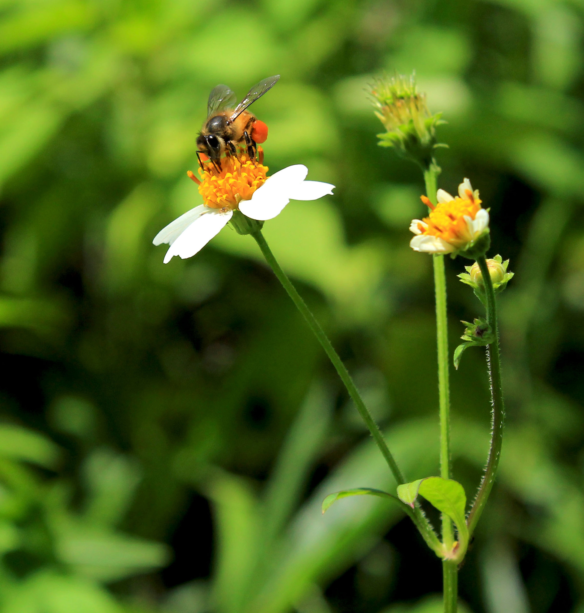 Canon EOS 1100D (EOS Rebel T3 / EOS Kiss X50) sample photo. Bee photography