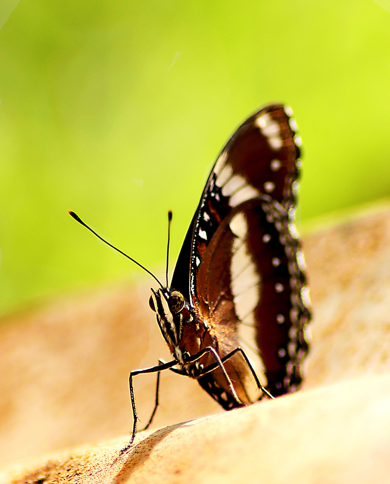 Canon EOS 1100D (EOS Rebel T3 / EOS Kiss X50) sample photo. Butterfly photography