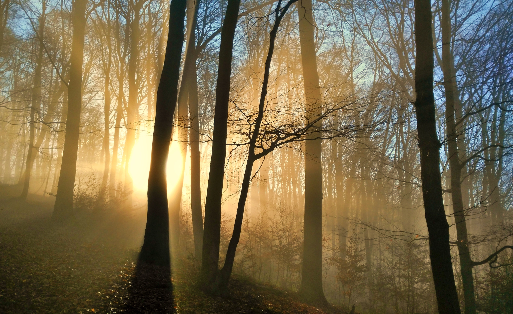 HUAWEI G7-L01 sample photo. Sun-forest photography