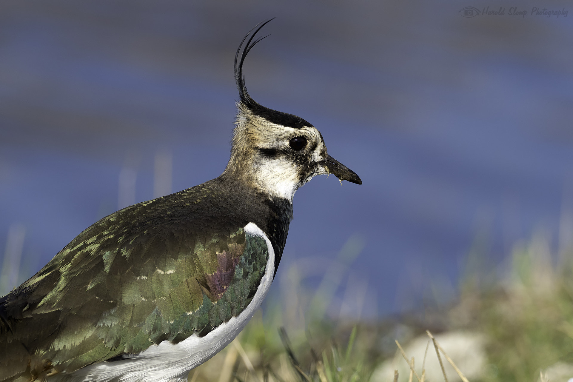 M.300mm F4.0 + MC-14 sample photo. Looking for food (northern lapwing) photography
