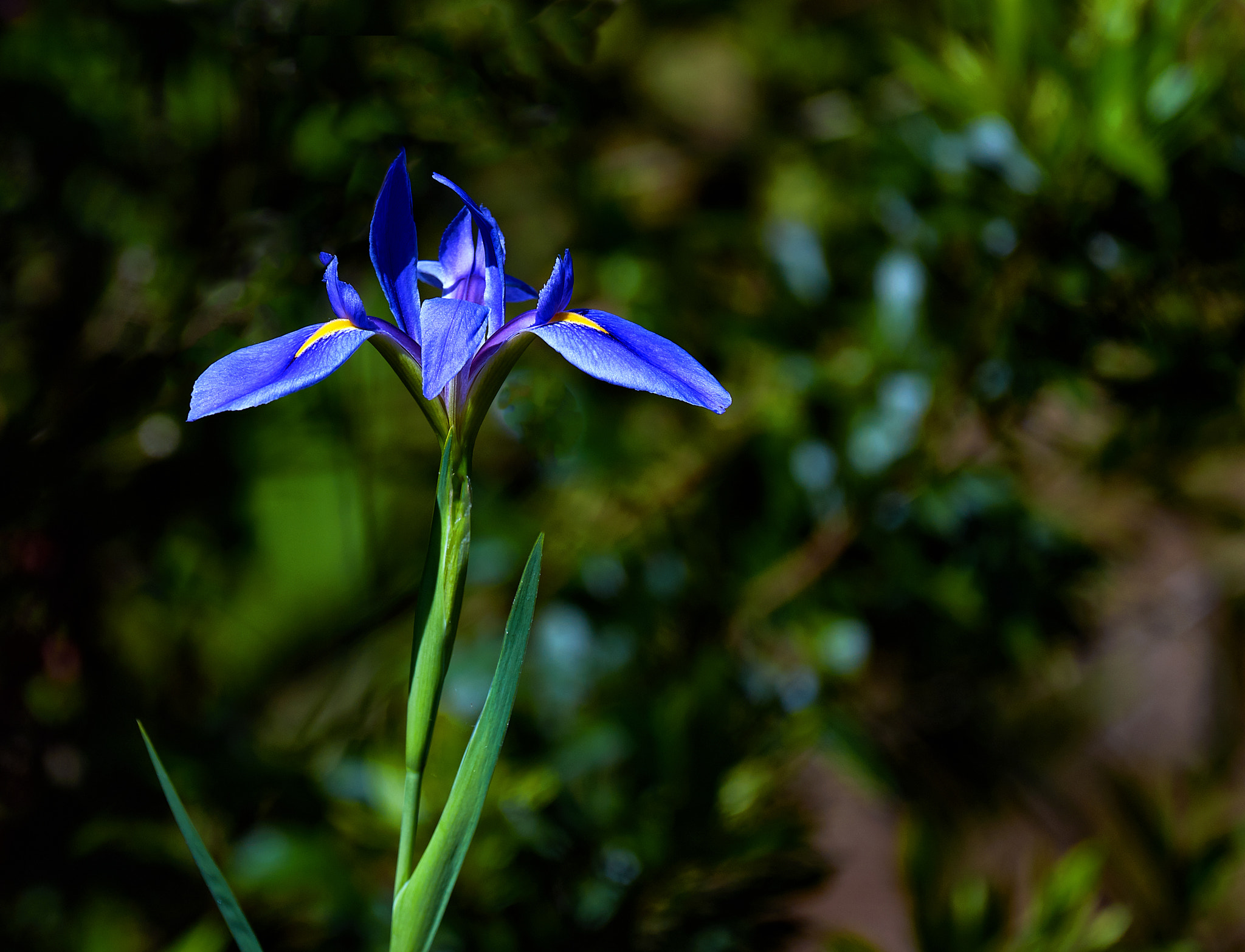 Nikon AF-S Nikkor 200-500mm F5.6E ED VR sample photo. Wild iris photography