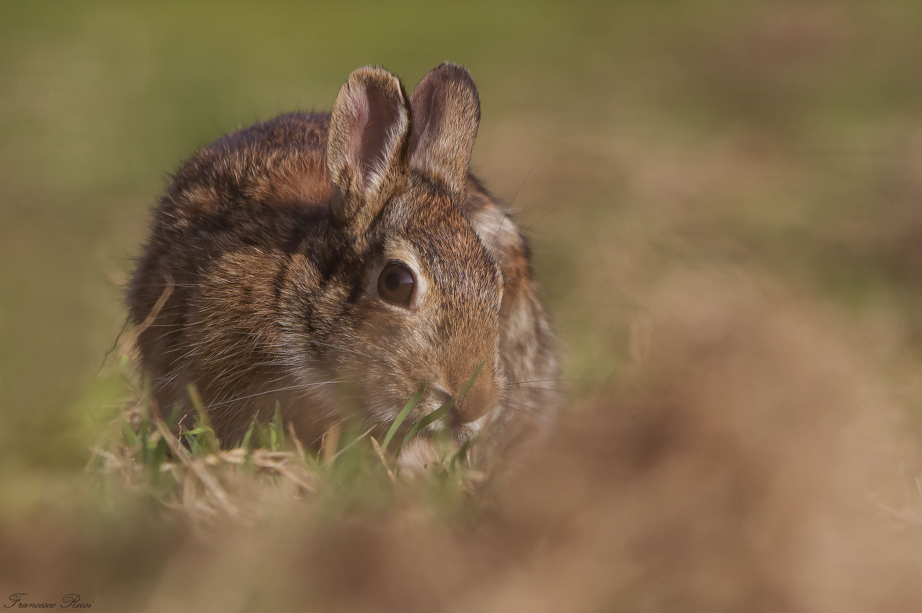 Sigma 150-500mm F5-6.3 DG OS HSM sample photo. Wild rabbit, coniglio selvatico  photography