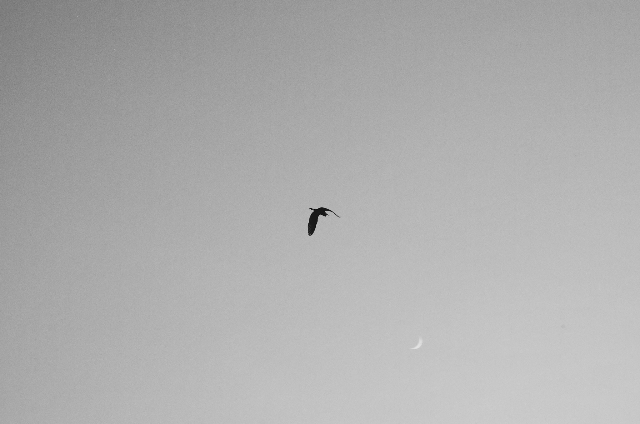 Pentax smc DA 55-300mm F4.0-5.8 ED sample photo. 飞过这儿 photography