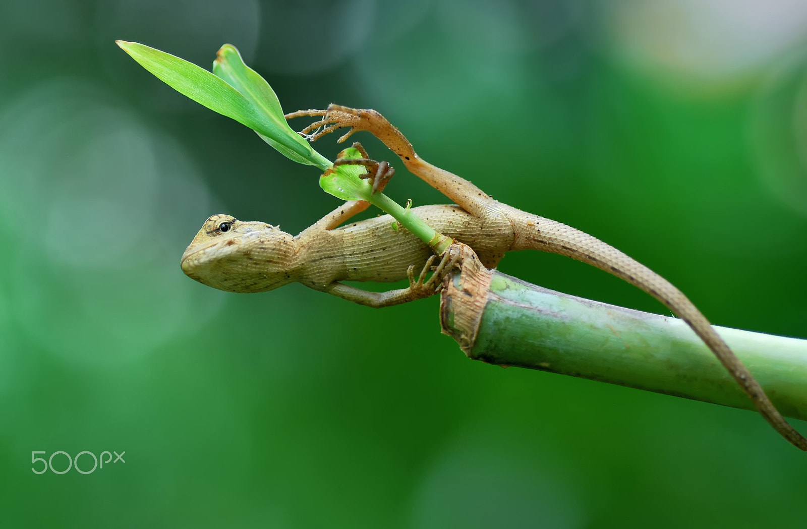 Nikon D60 sample photo. Lizard photography