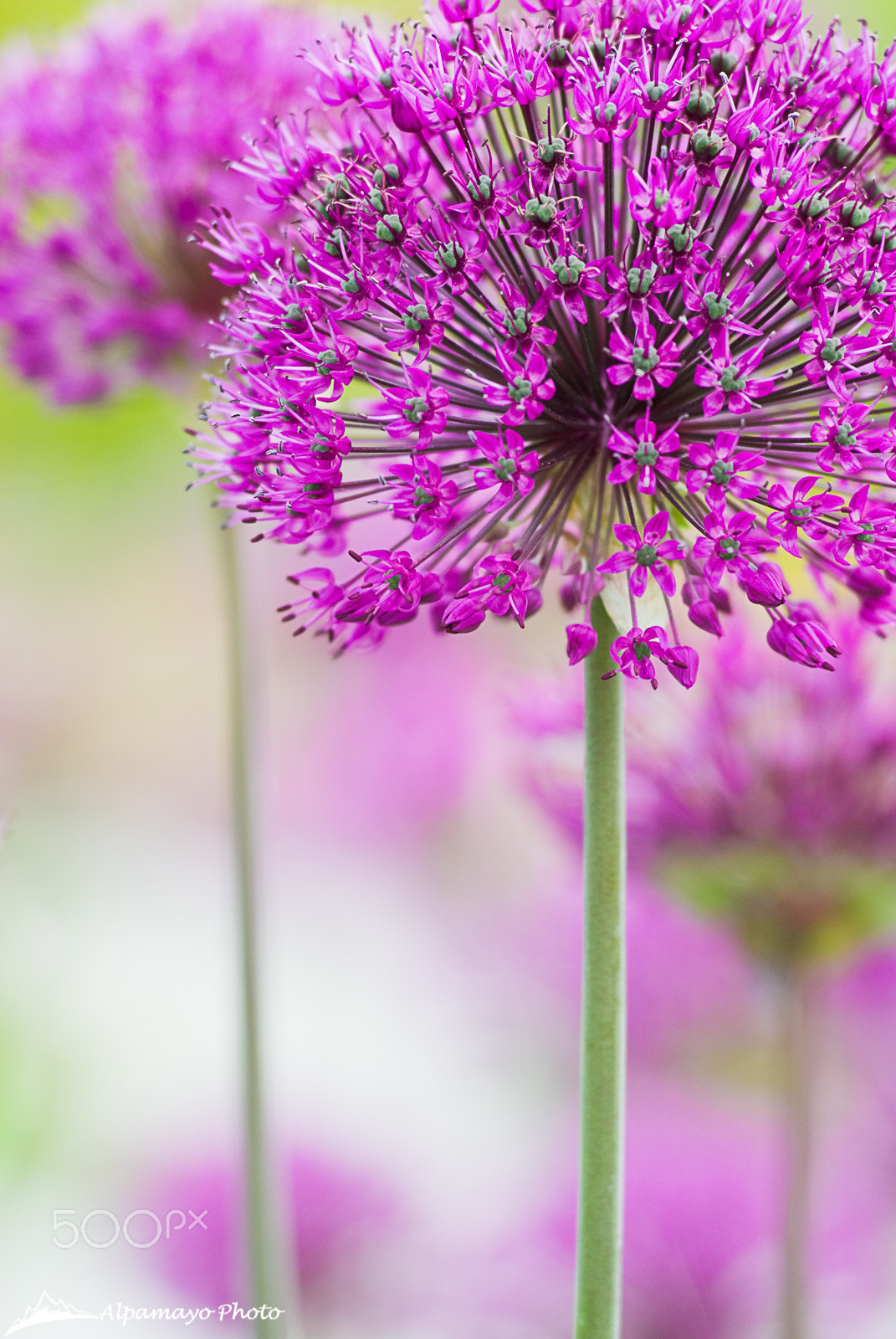 Nikon D200 sample photo. Allium flowers photography