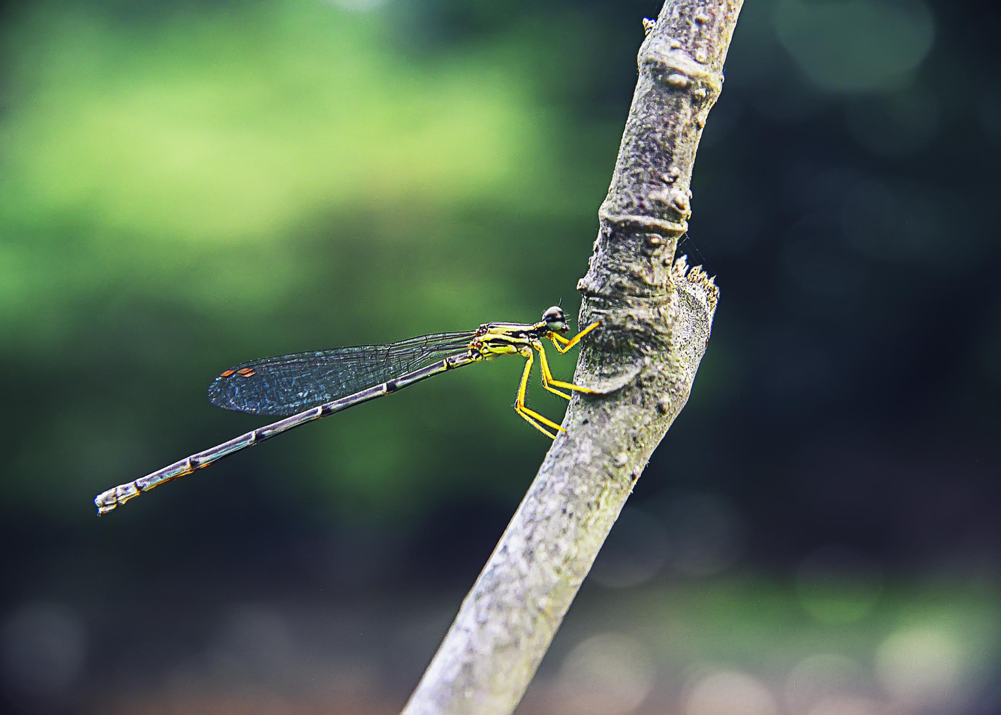 Nikon D800 sample photo. Greenday photography