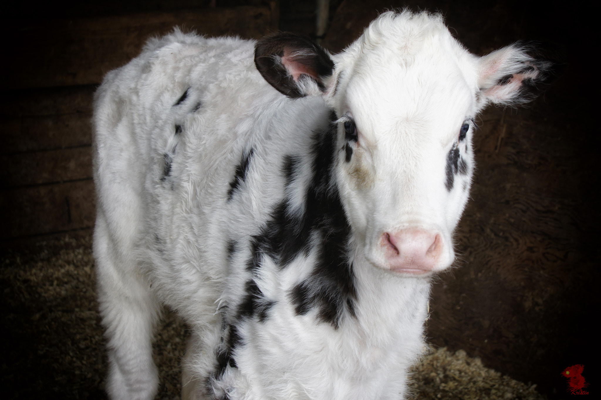 Sony Alpha NEX-3 sample photo. Calf photography