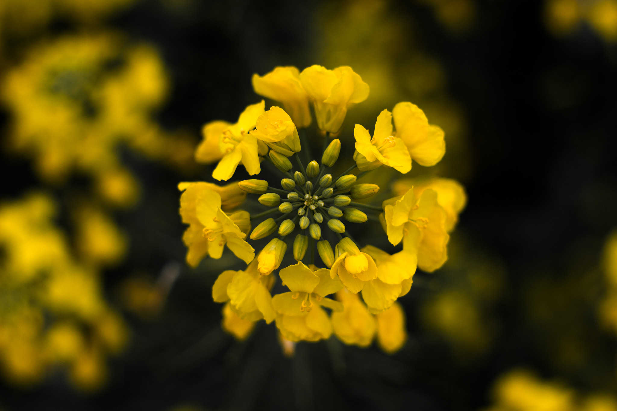 Canon EOS 700D (EOS Rebel T5i / EOS Kiss X7i) sample photo. Cole flowers photography