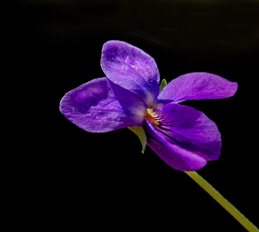 Pentax K20D sample photo. Flower photography