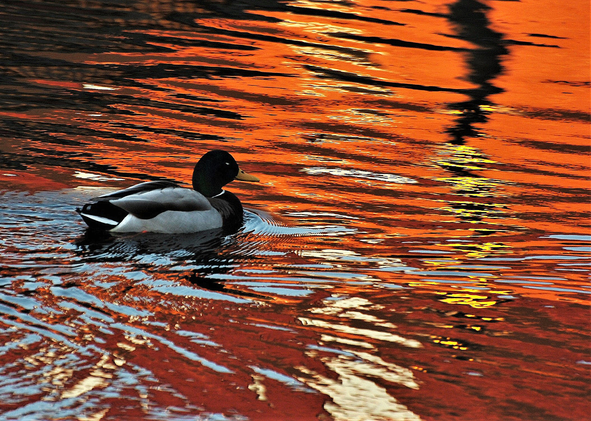 Nikon D2Hs + Nikon AF-S Nikkor 70-300mm F4.5-5.6G VR sample photo. Dsc photography