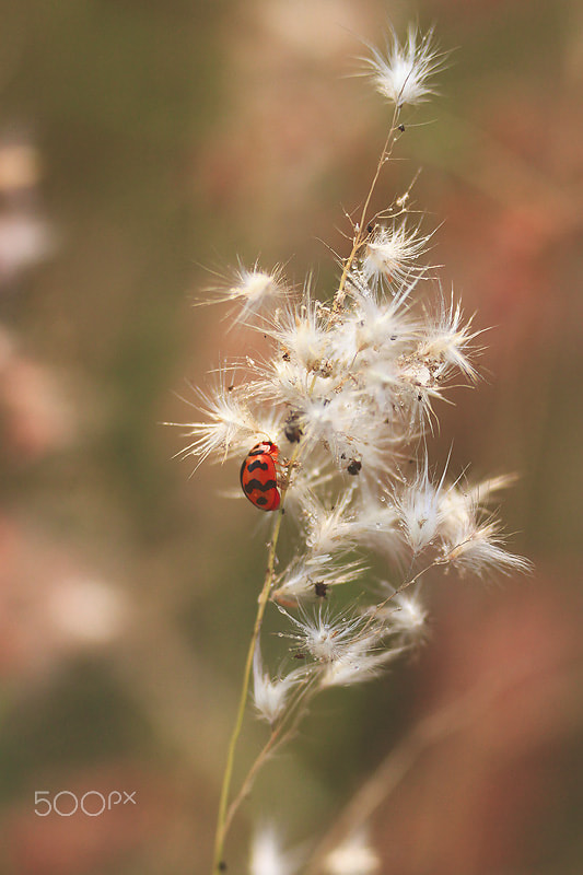 Canon EOS 500D (EOS Rebel T1i / EOS Kiss X3) + Tamron SP 70-300mm F4-5.6 Di VC USD sample photo. Beetle photography