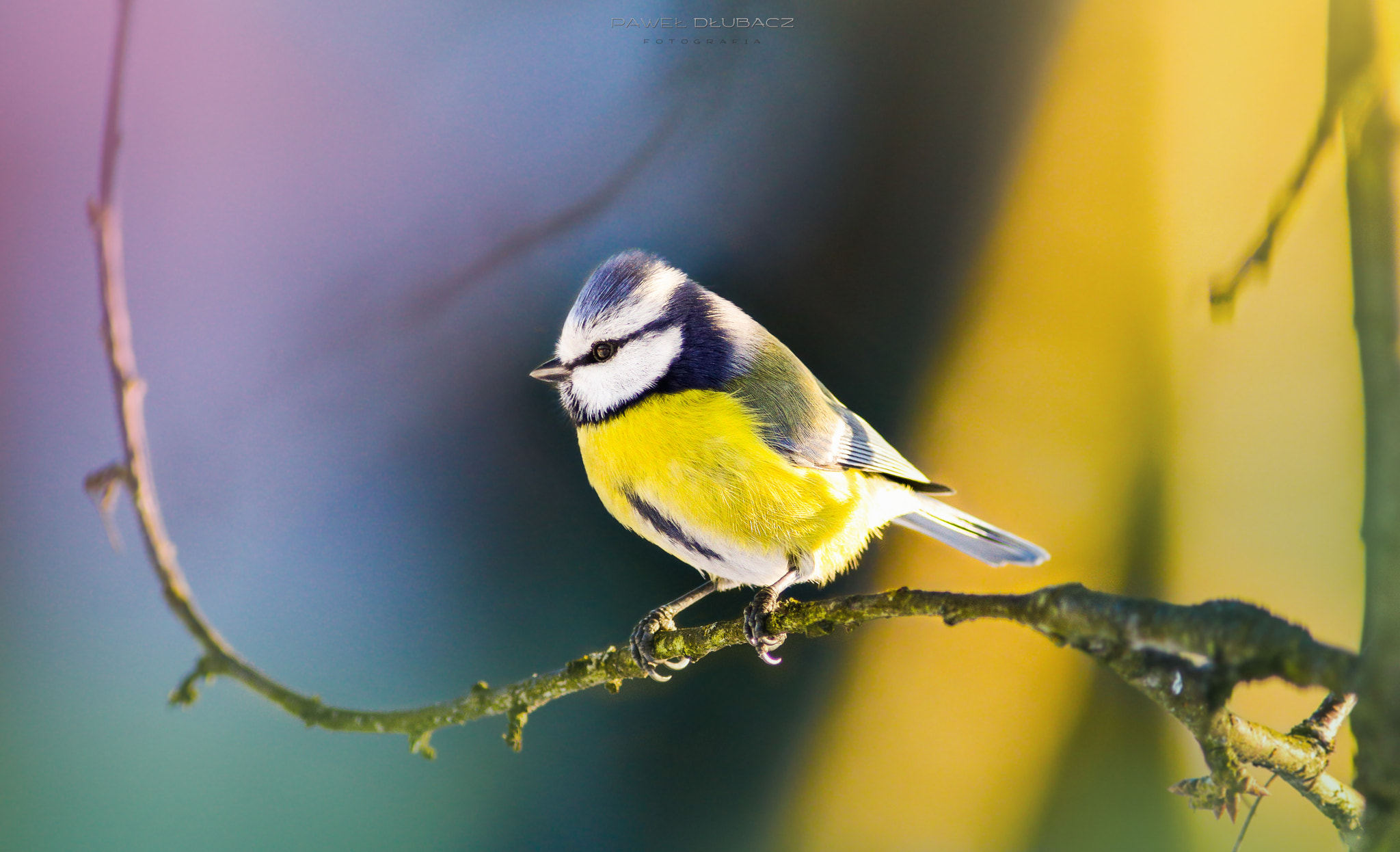 Canon EF 300mm F4L IS USM sample photo. Bird photography