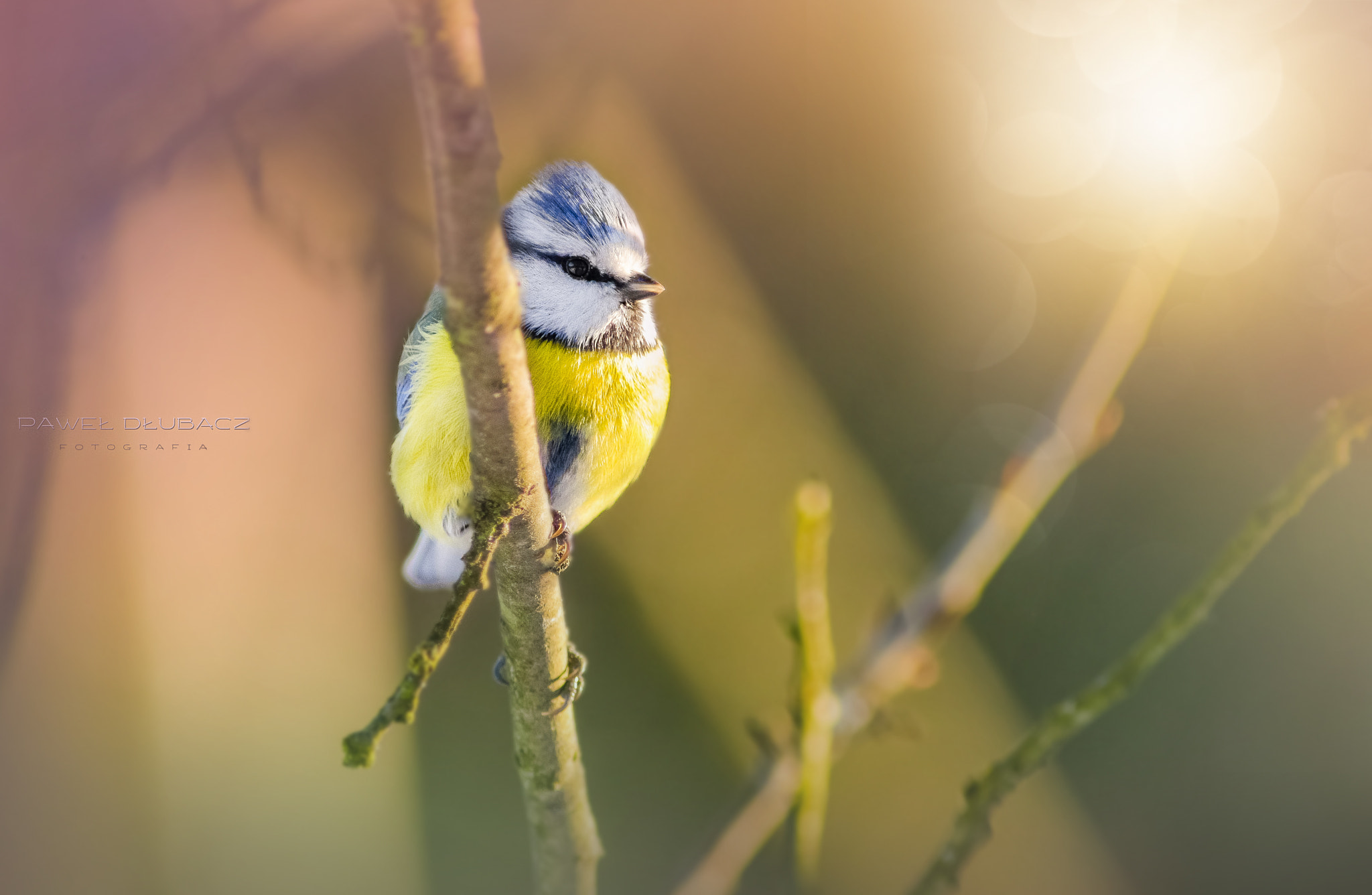 Canon EF 300mm F4L IS USM sample photo. Bird photography