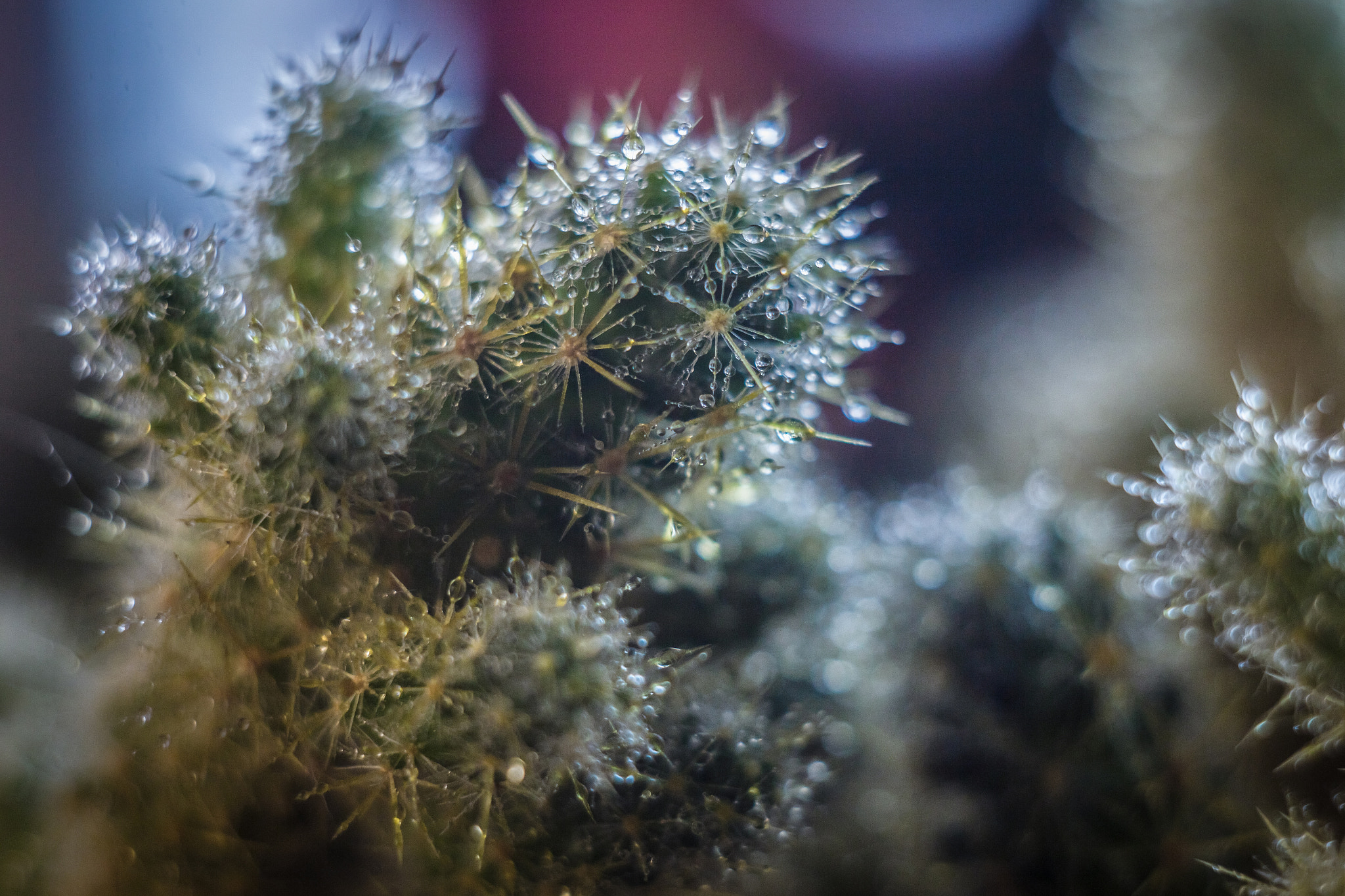 Canon EF 35-80mm f/4-5.6 sample photo. Img photography