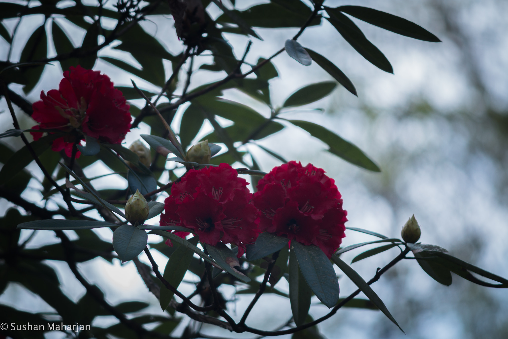 Canon EF-S 55-250mm F4-5.6 IS II sample photo. The national flower of nepal rhododendrons. photography