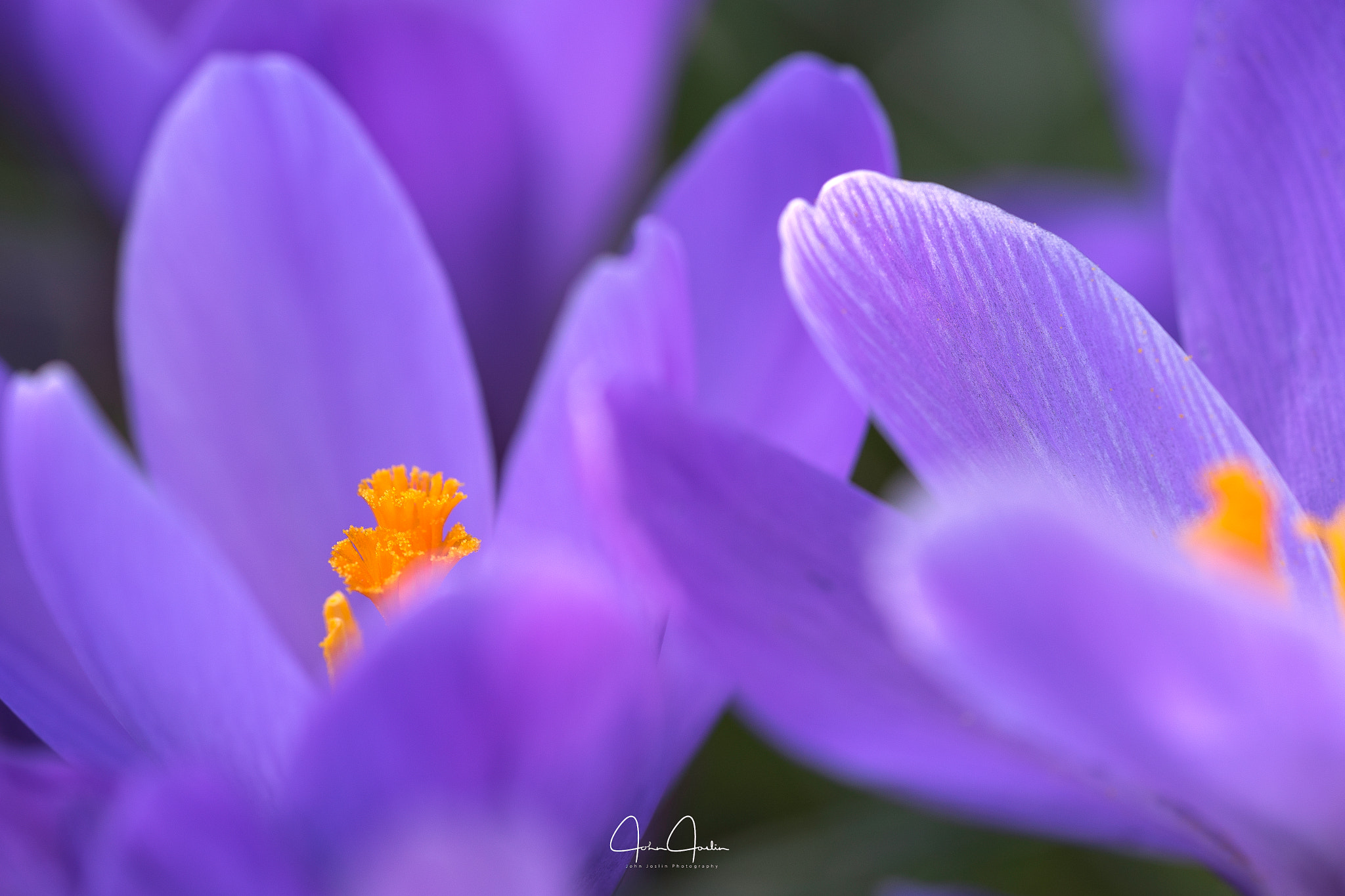 Sony a7 + Sony FE 90mm F2.8 Macro G OSS sample photo. Hidden gems photography