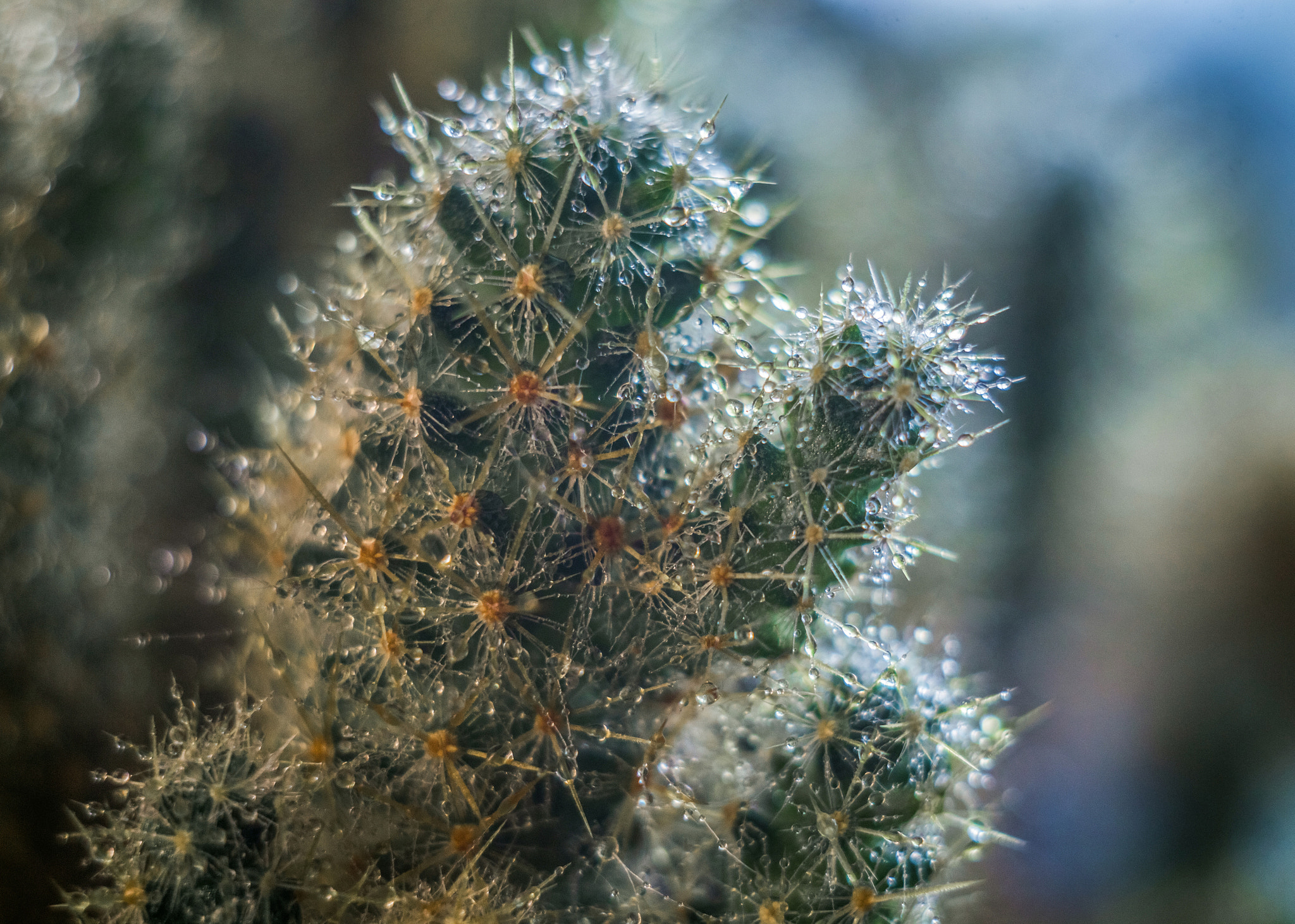 Canon EF 35-80mm f/4-5.6 sample photo. Img photography