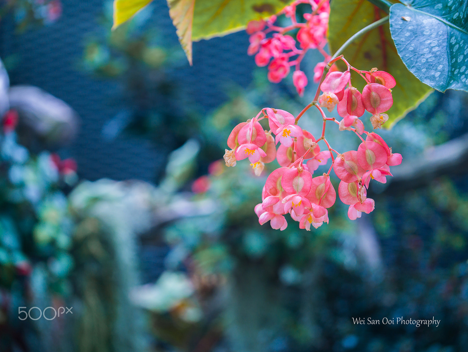 Panasonic Lumix DMC-GX7 sample photo. Summer garden 04 photography