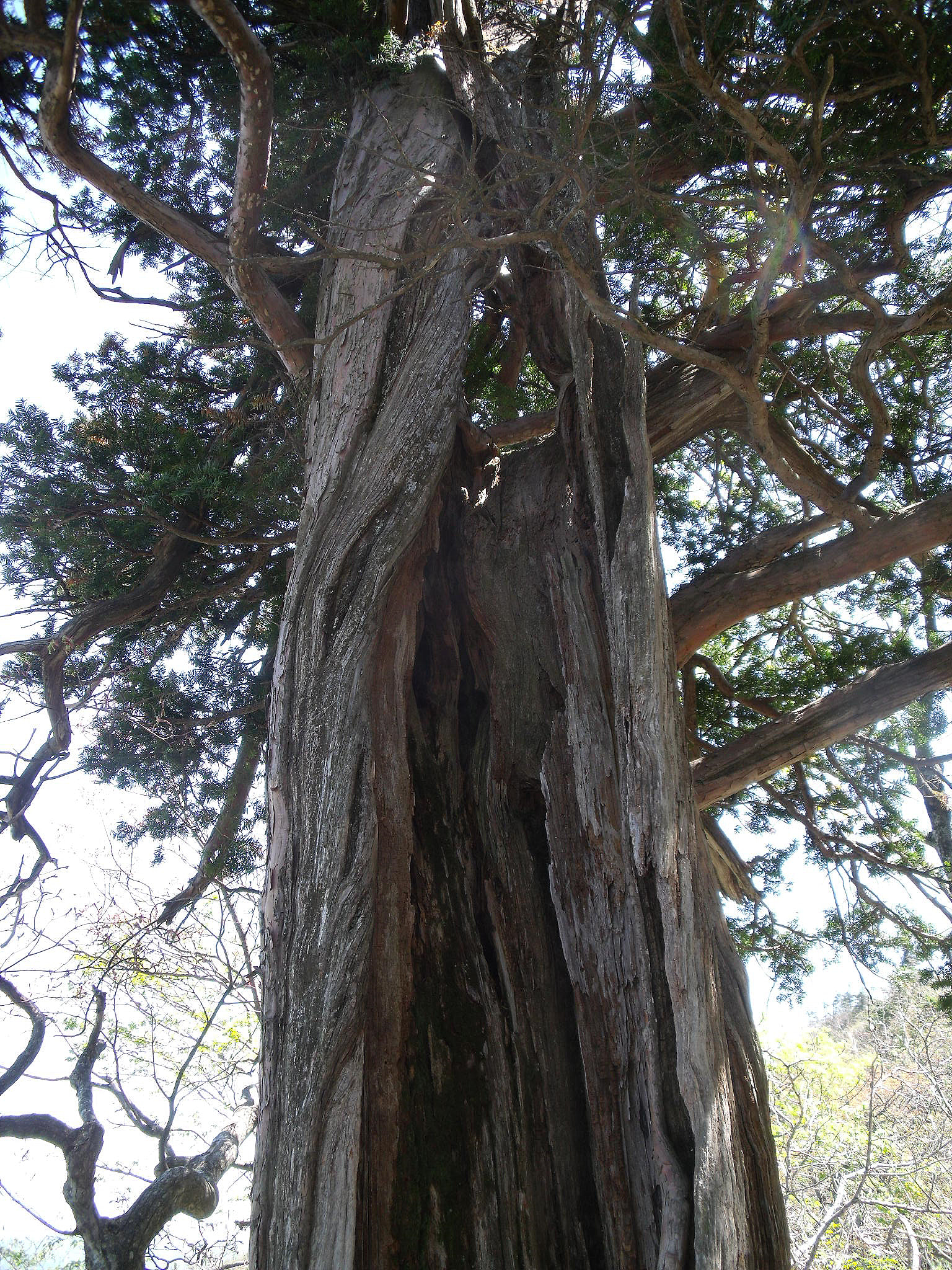 Fujifilm FinePix J110W sample photo. An old taxus tree on the ridge photography