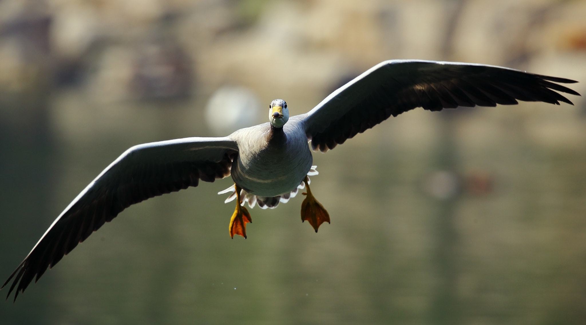 Canon EF 300mm F2.8L IS II USM sample photo. Anser indicus photography