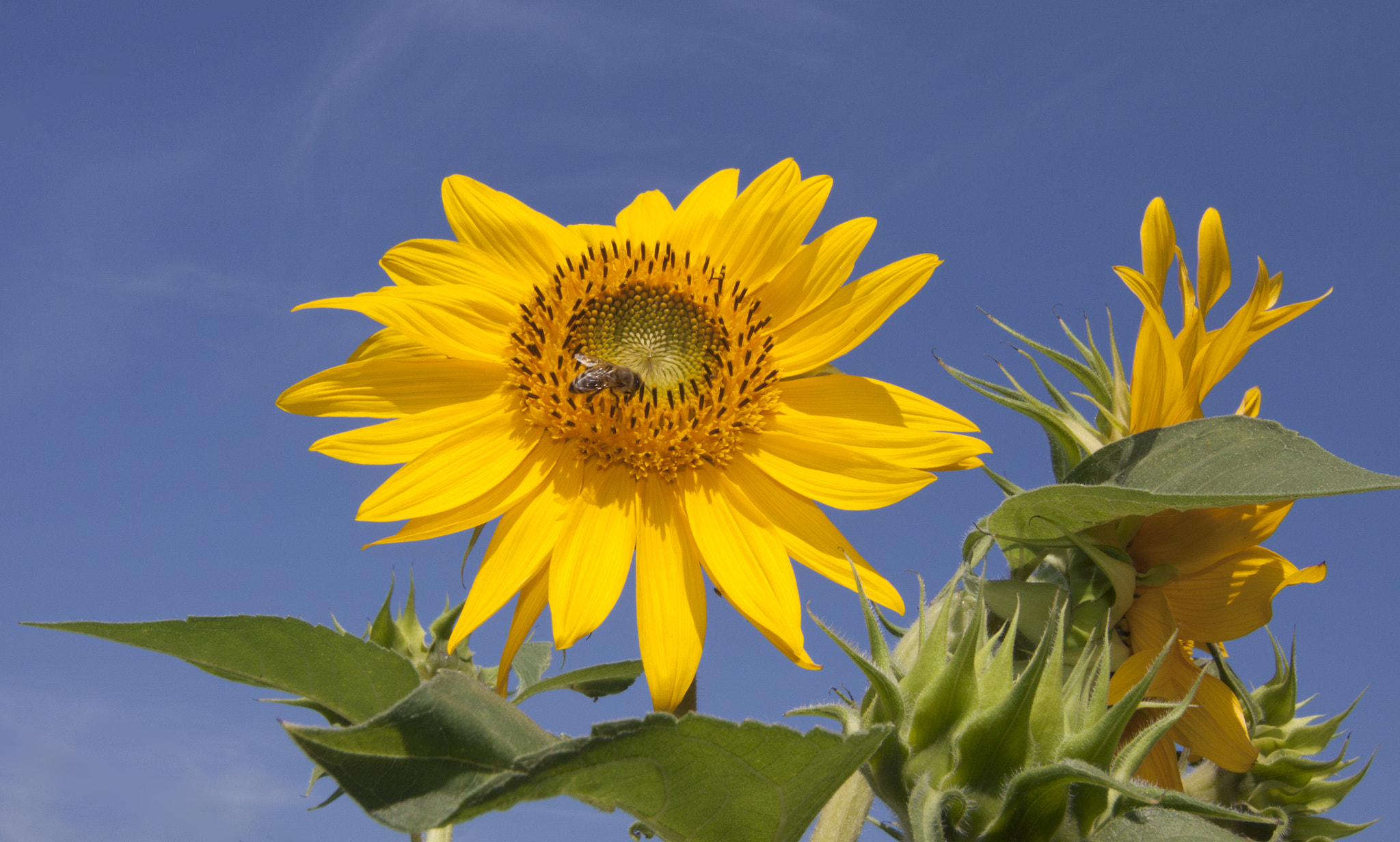 Tokina AT-X Pro 12-24mm F4 (IF) DX sample photo. Bee lunch photography