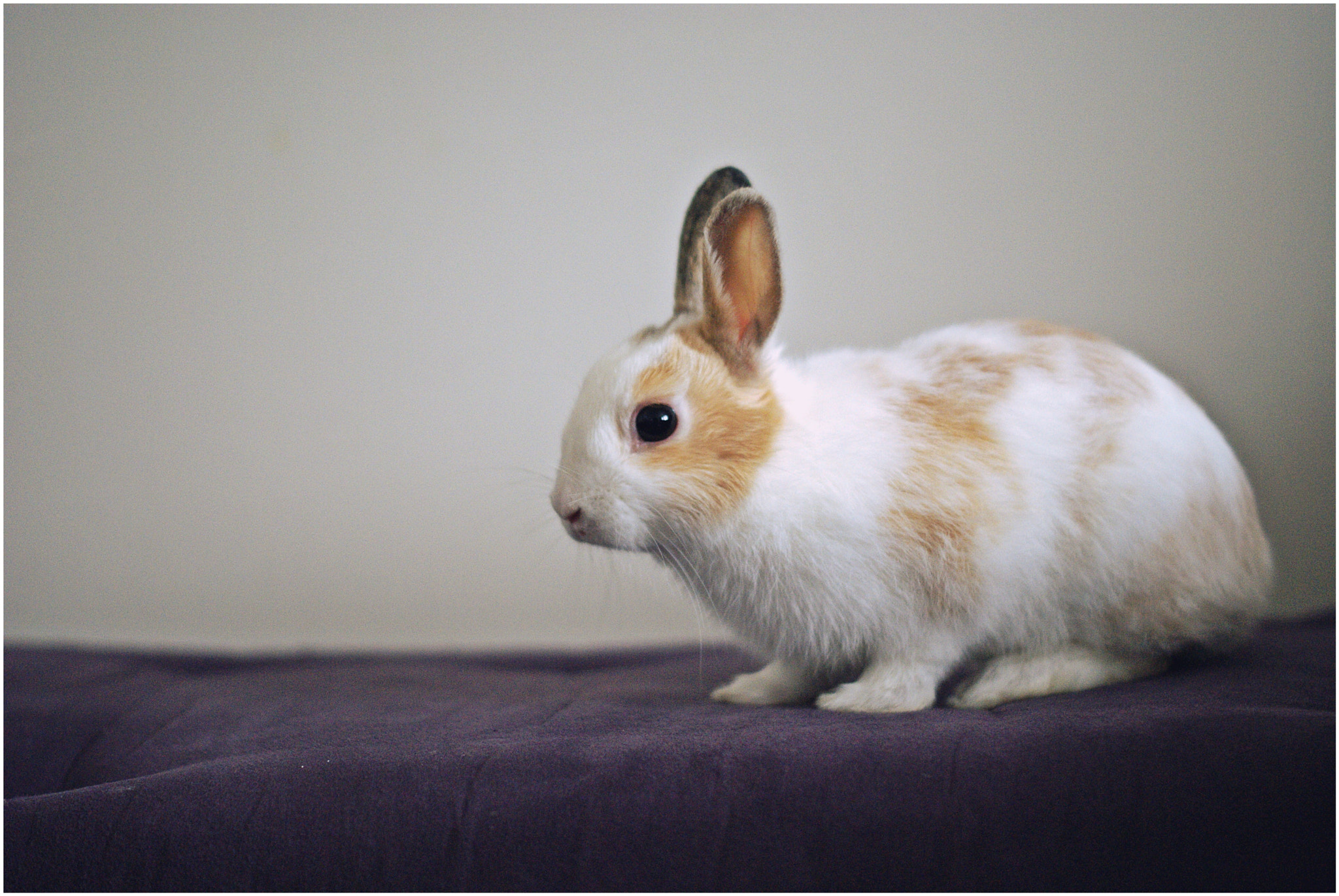 Sony Alpha DSLR-A200 sample photo. Bunny photography