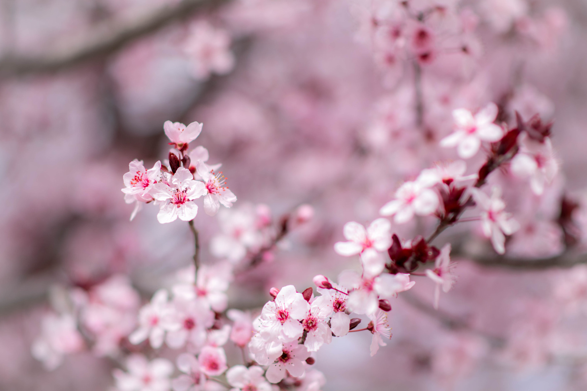 Nikon D5500 + Nikon AF-S Nikkor 85mm F1.8G sample photo. Almond blossoms photography