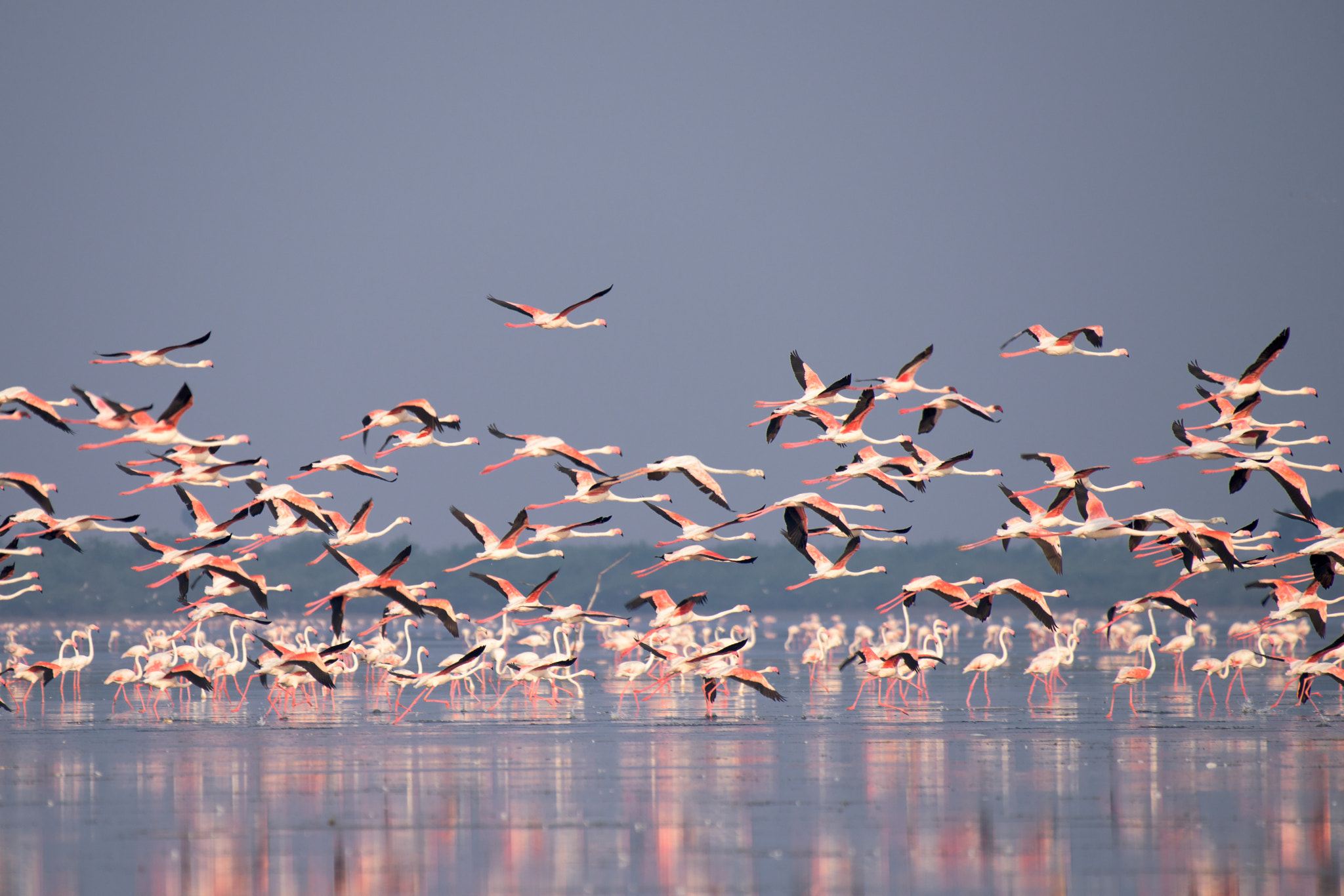 Nikon AF-S Nikkor 200-500mm F5.6E ED VR sample photo. Flamingos  photography