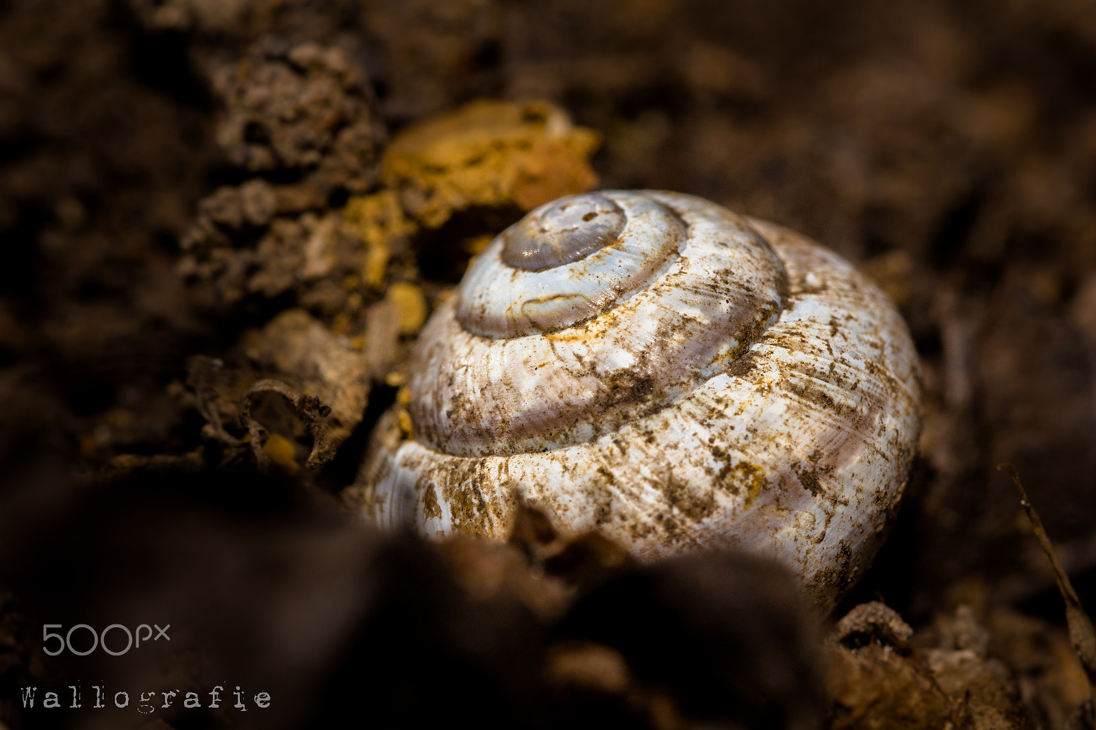 Canon EF 100mm F2.8L Macro IS USM sample photo. Sleepy sluck photography