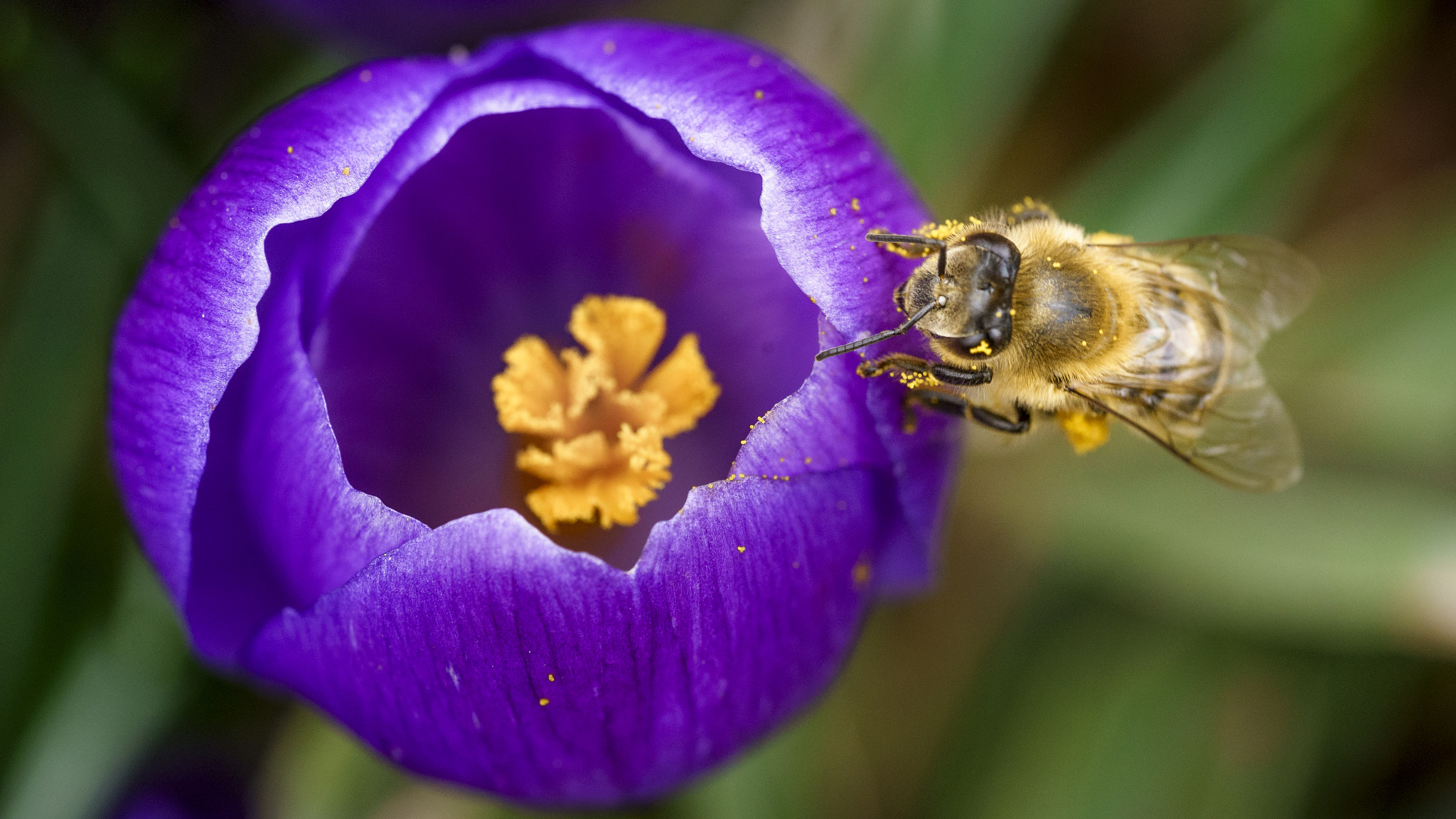 Sony a7 II + Sony FE 90mm F2.8 Macro G OSS sample photo. Natural cycle photography