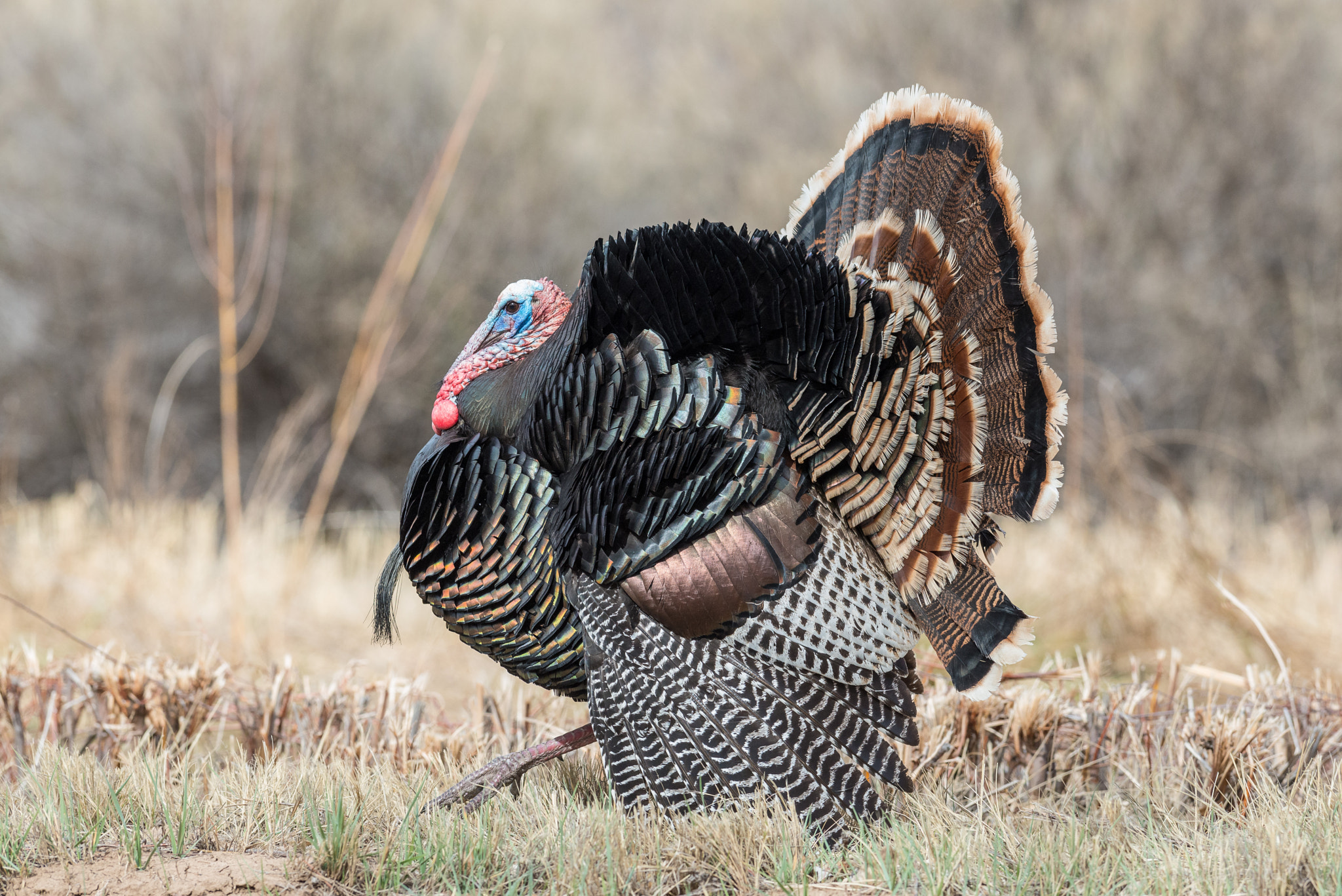 Nikon D800 + Nikon AF-S Nikkor 300mm F2.8G ED VR II sample photo. Practicing for fall photography