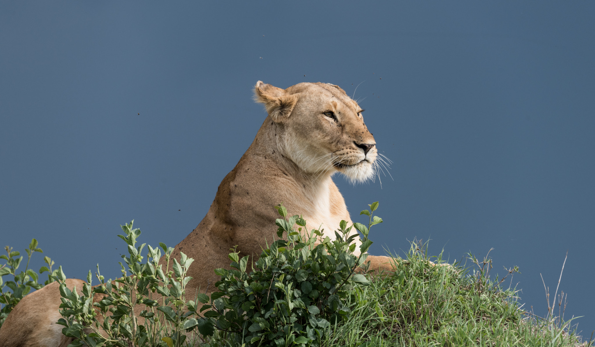 Sigma 150-600mm F5-6.3 DG OS HSM | S sample photo. Dsc photography