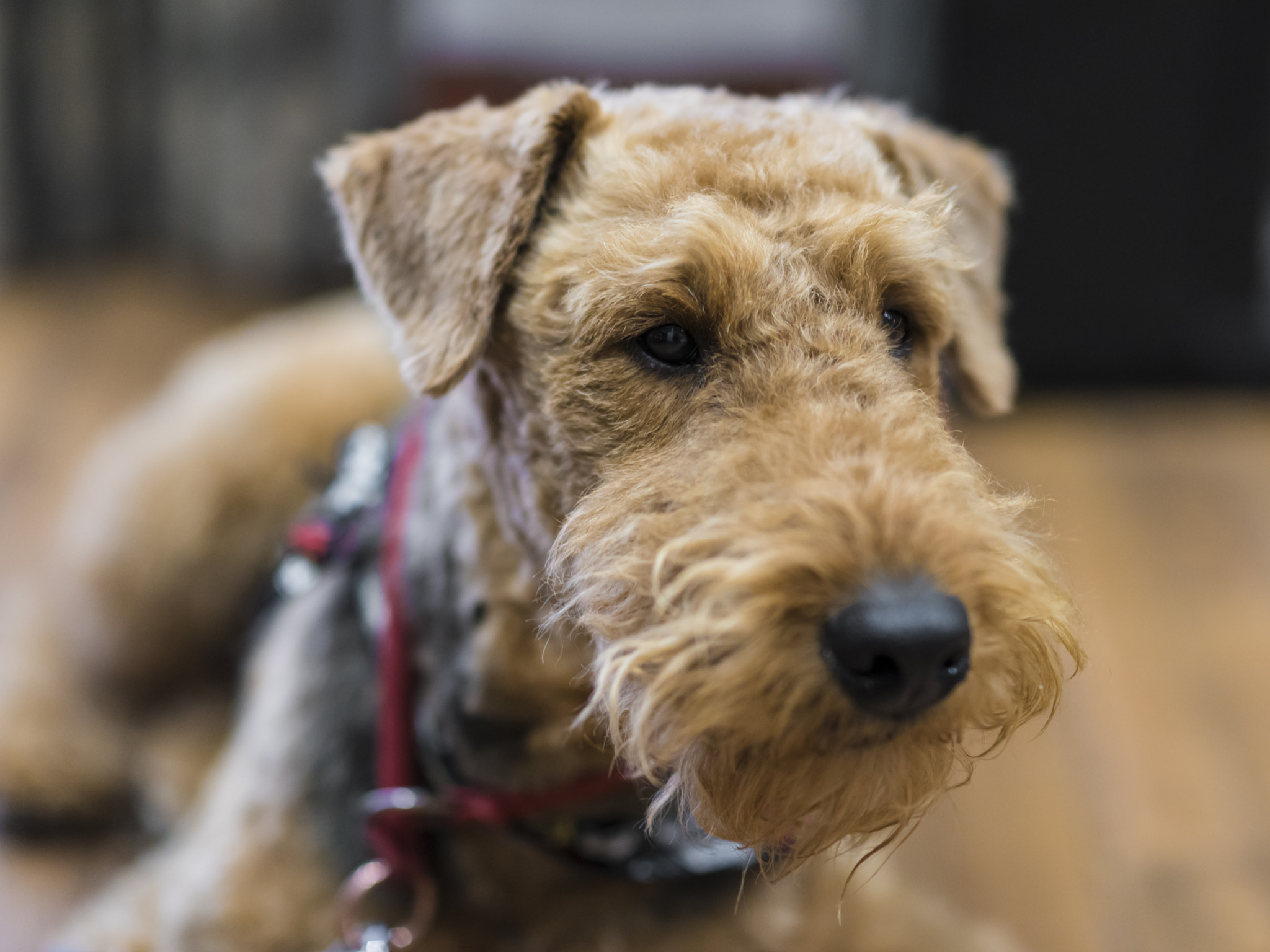 Nikon AF-S Nikkor 85mm F1.4G sample photo. My dog photography