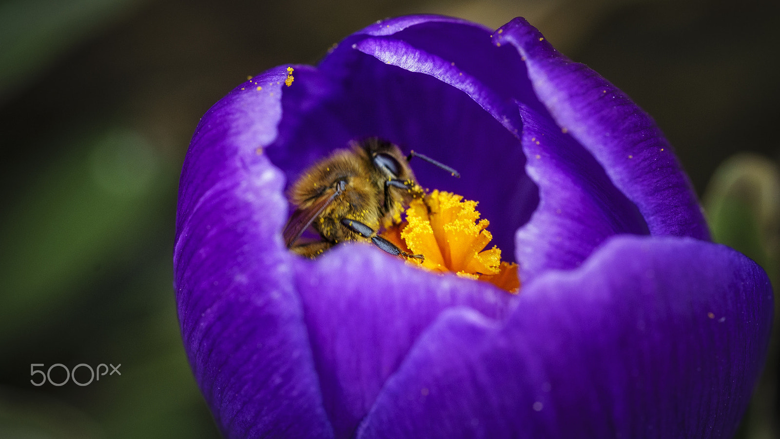Sony a7 II + Sony FE 90mm F2.8 Macro G OSS sample photo. Natural cycle photography