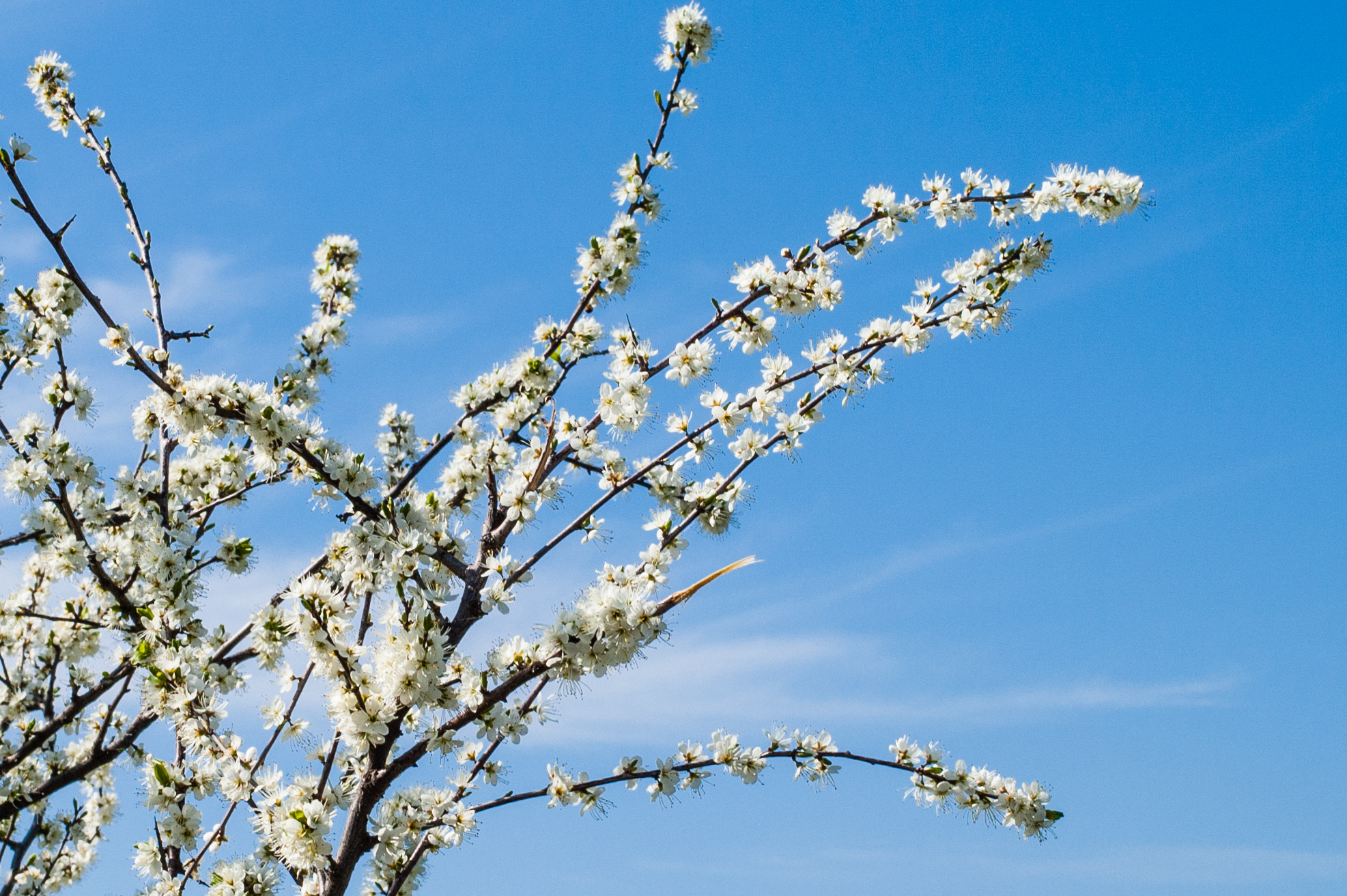 Nikon D40 + Nikon AF-S Nikkor 50mm F1.8G sample photo. Springtime photography