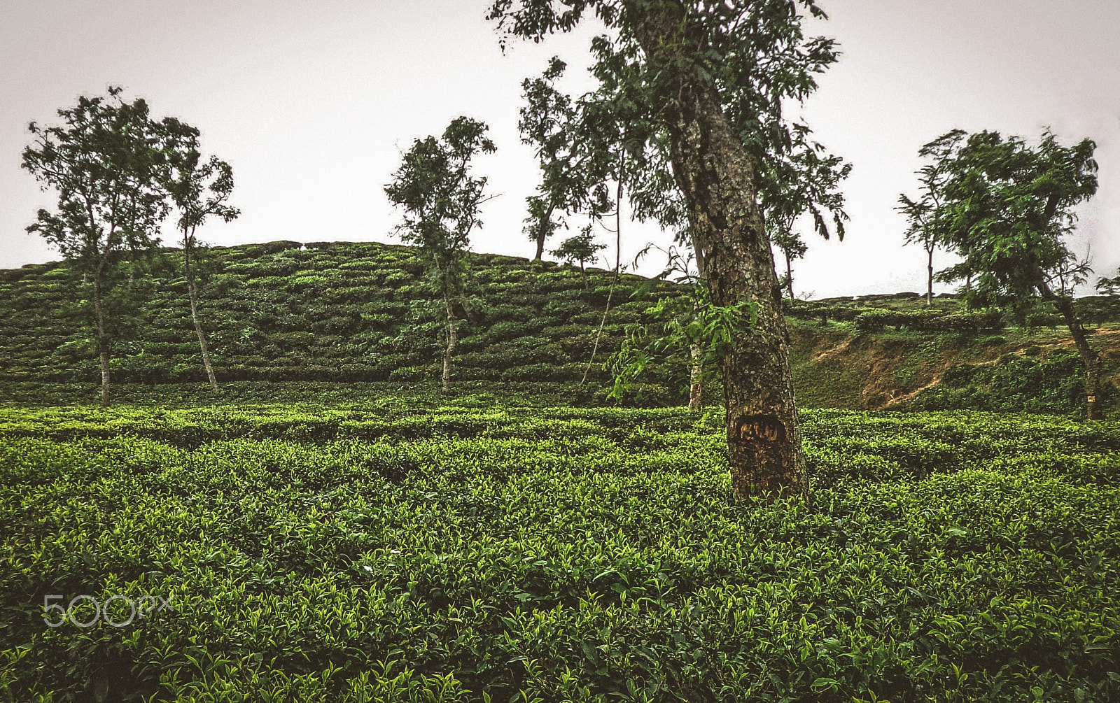 Sony DSC-W650 sample photo. Tea garden in a cloudy dawn photography