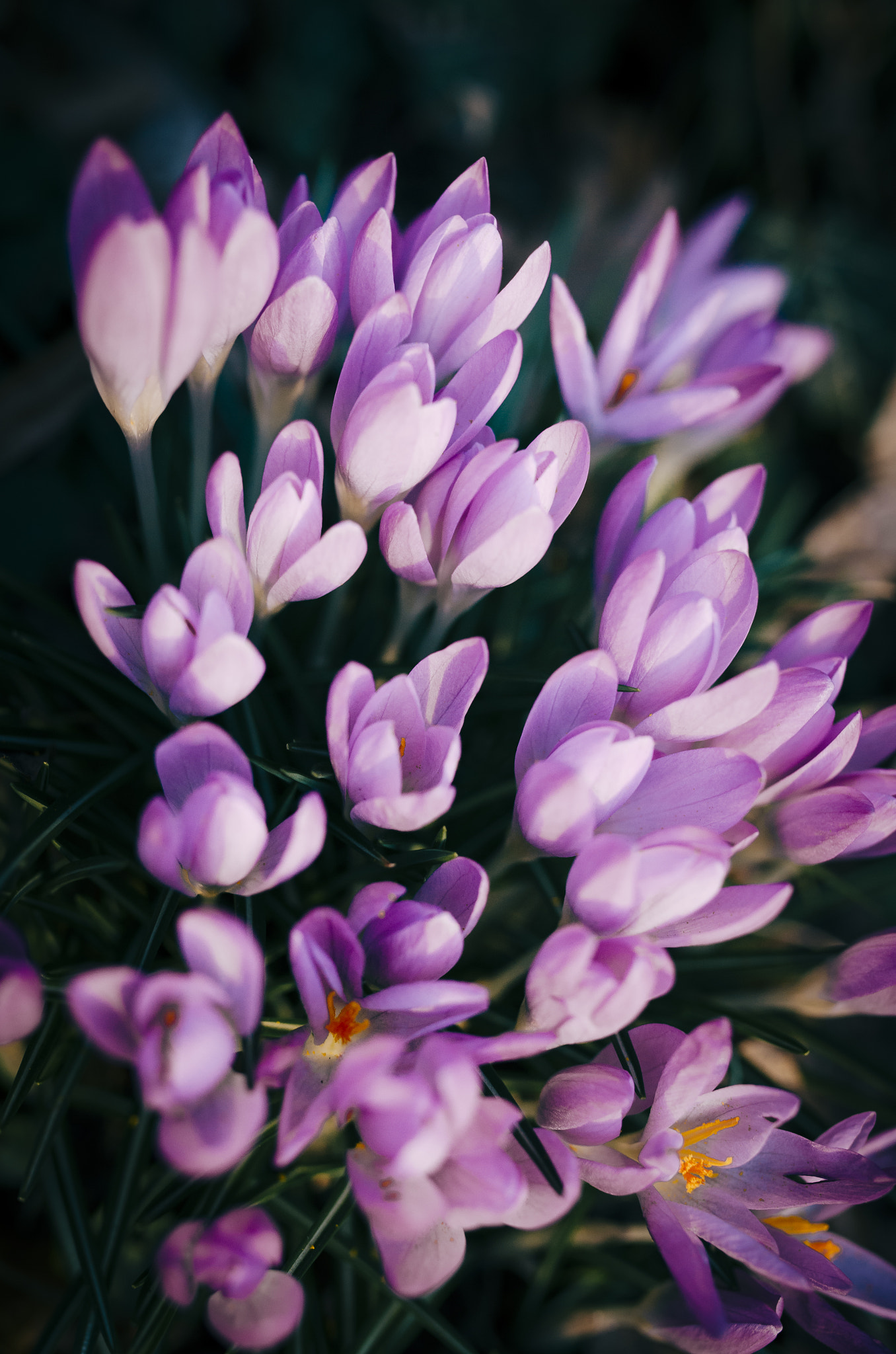 Nikon D7000 sample photo. Spring blossom photography