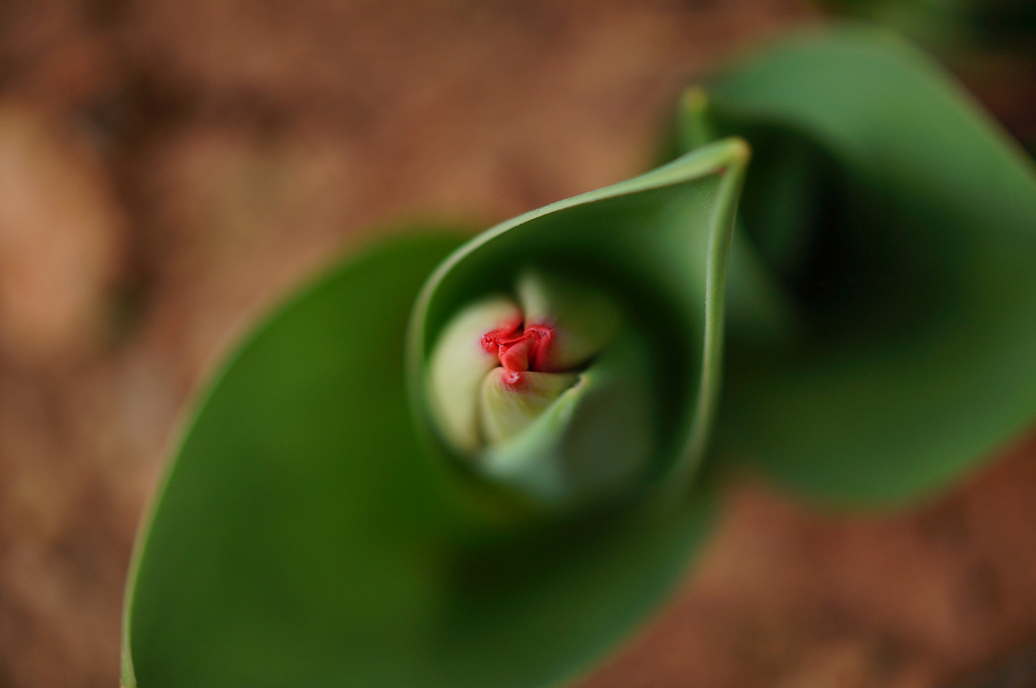 Sony SLT-A37 + Sony DT 30mm F2.8 Macro SAM sample photo. .... photography