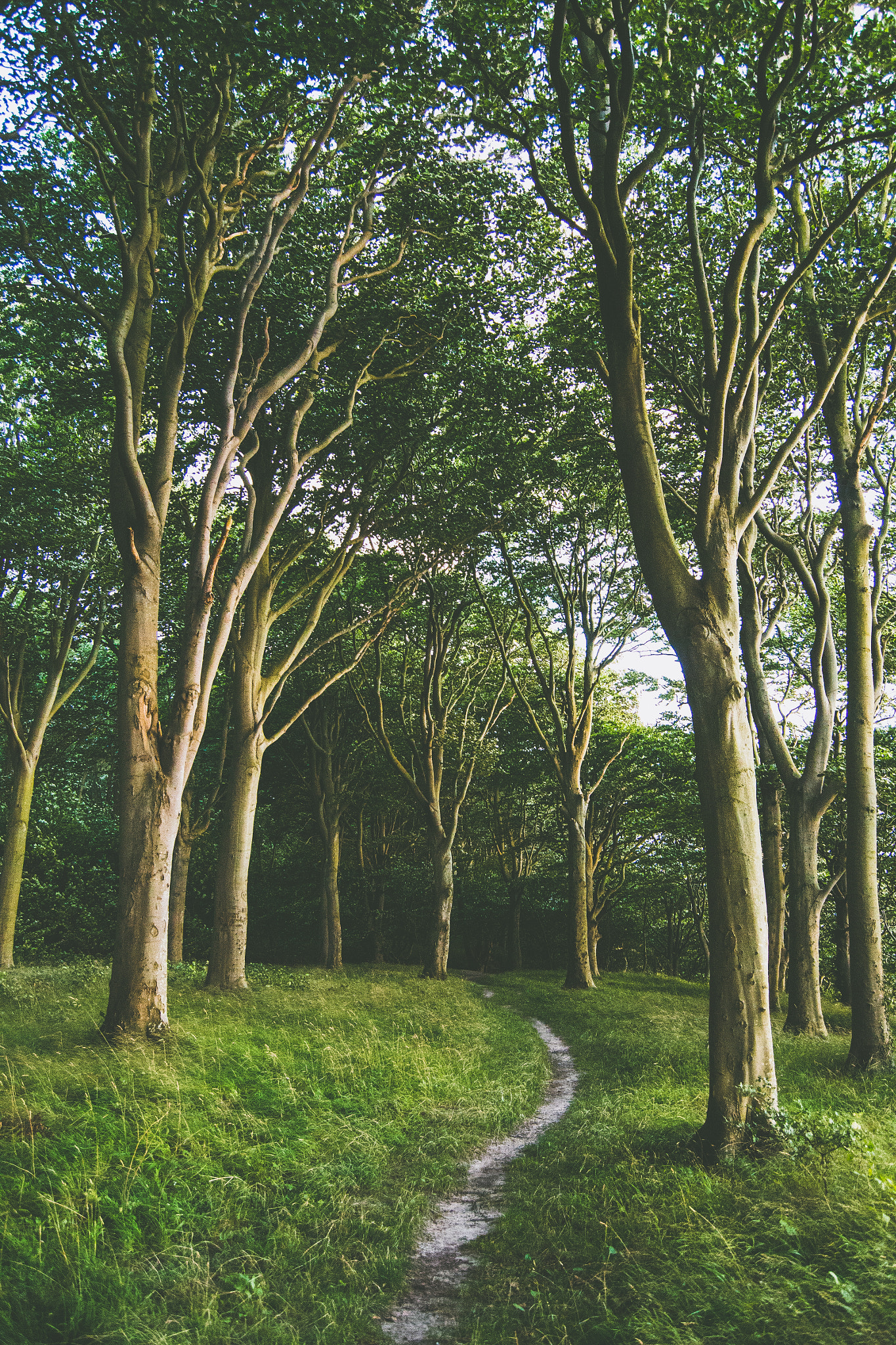 Nikon D800 sample photo. Forest road photography