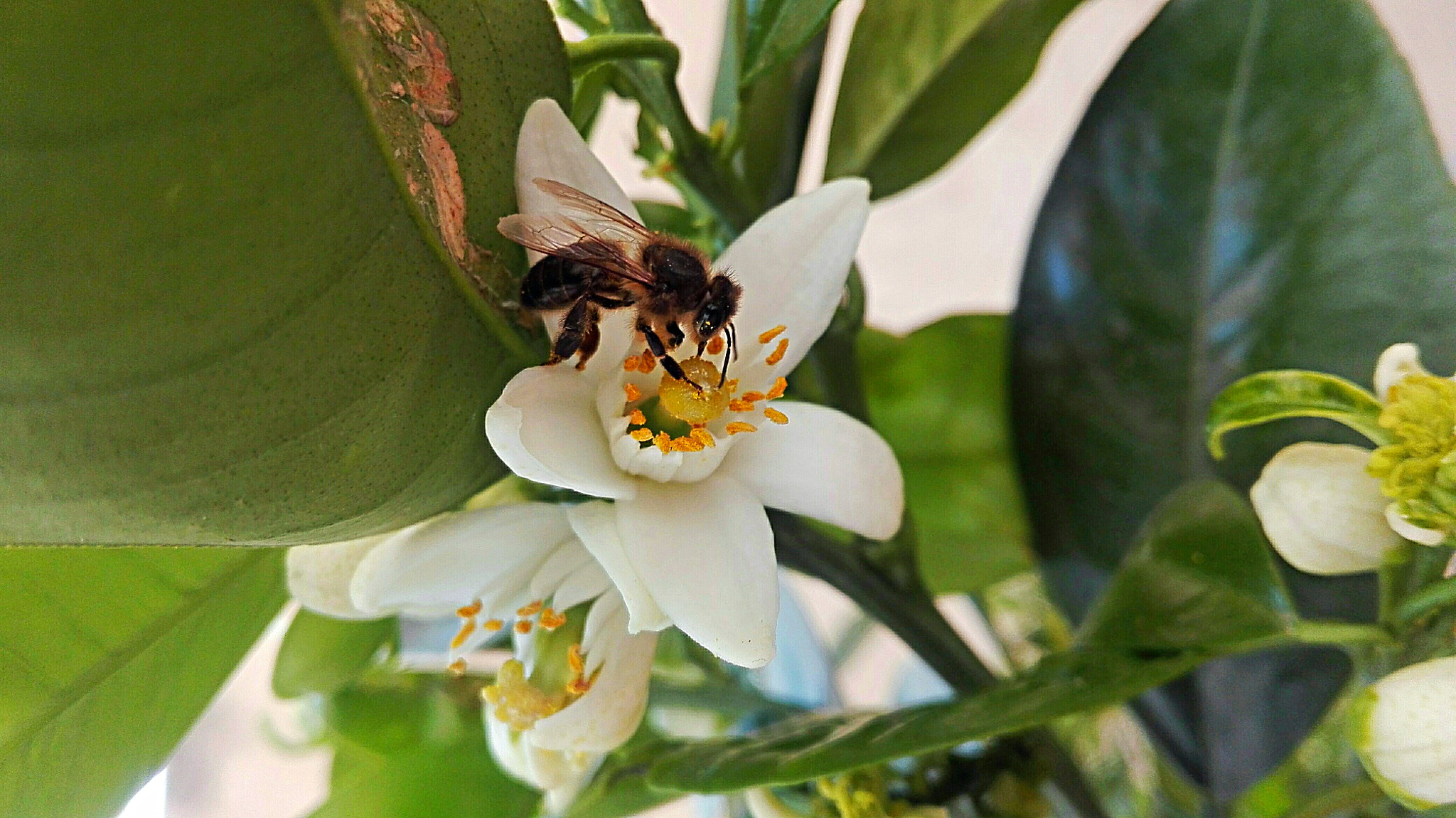 HUAWEI Cherry Mini sample photo. 4❤️ photography