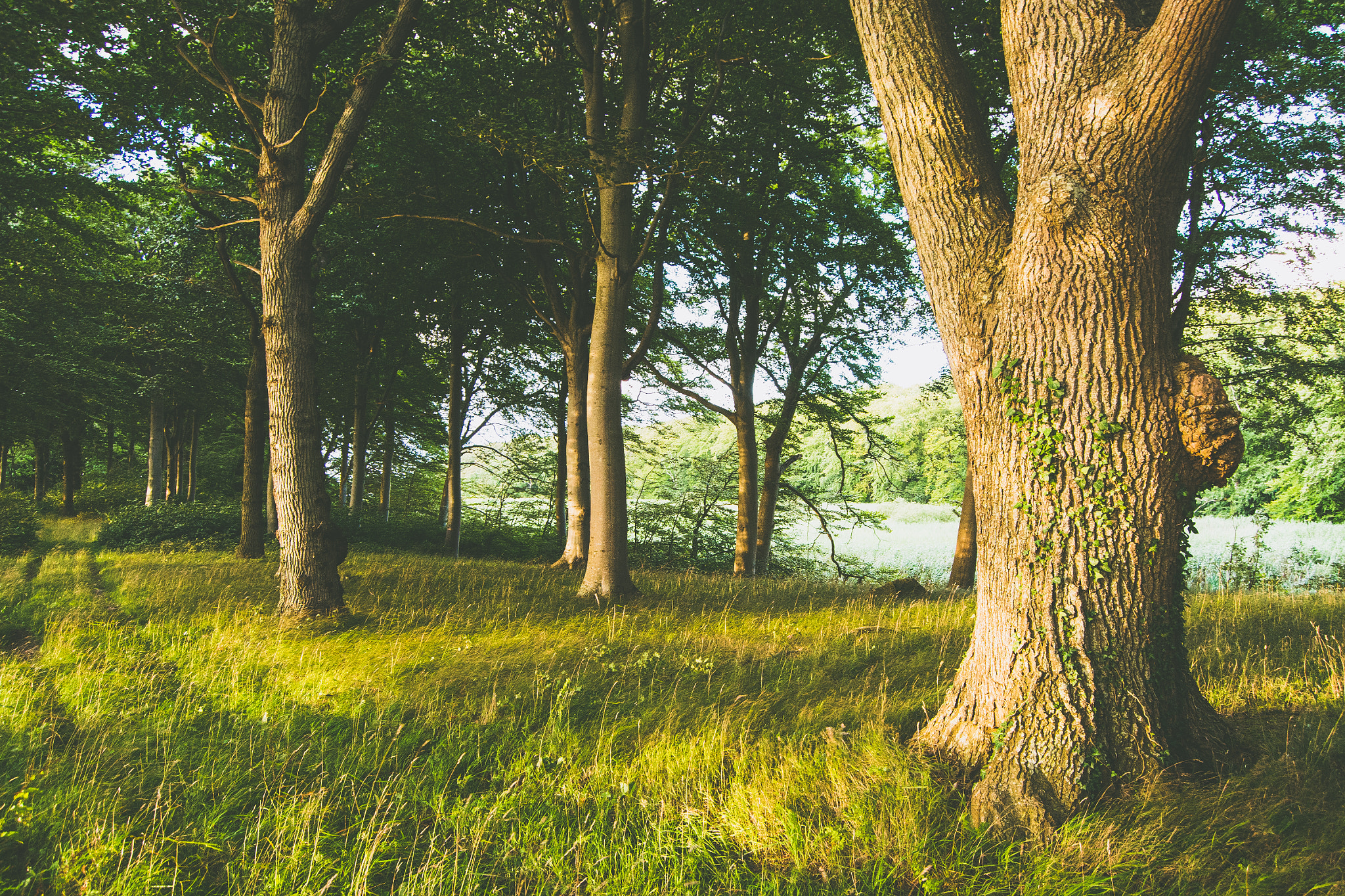Nikon D800 sample photo. Forest summer photography