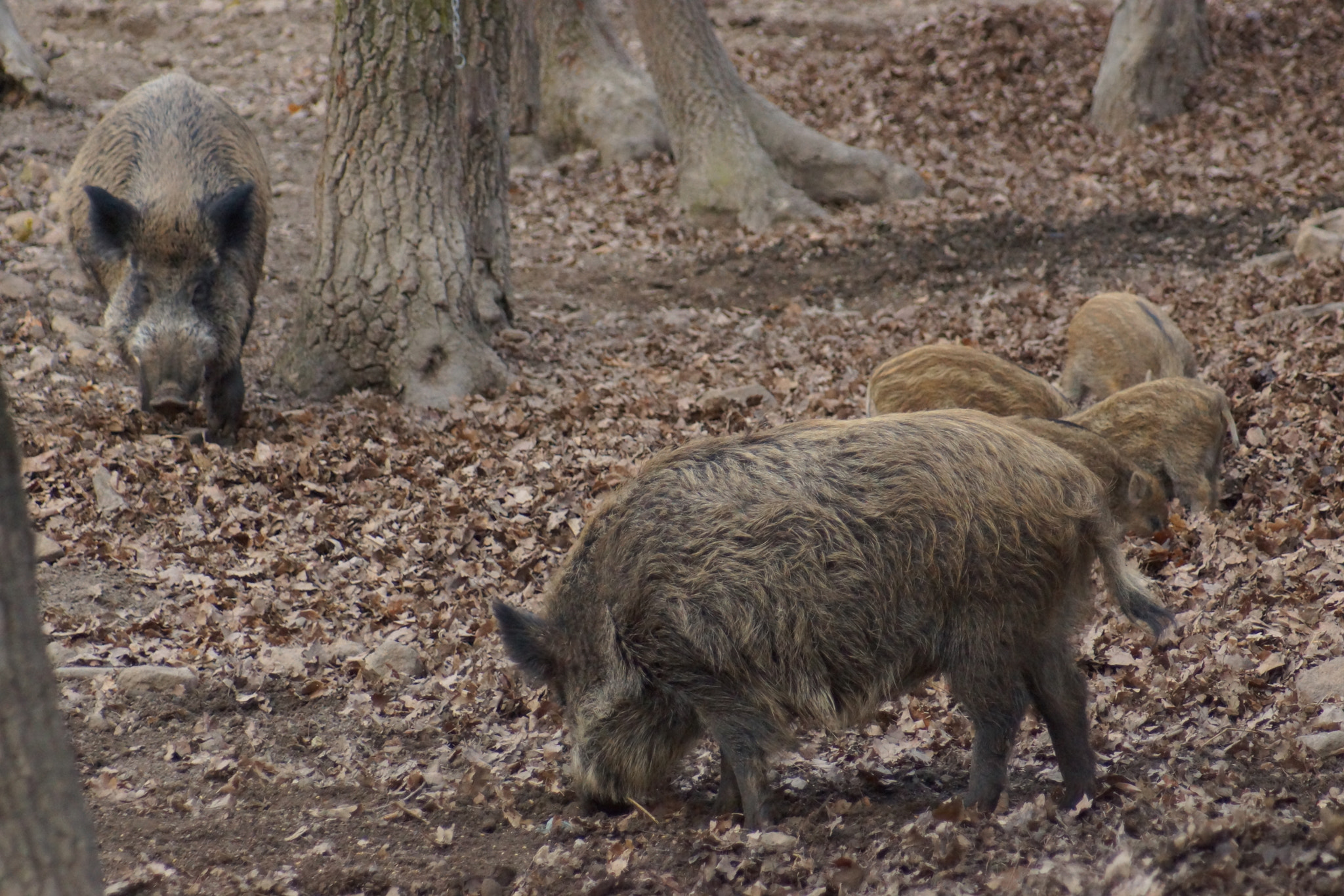 Sony SLT-A65 (SLT-A65V) + Minolta AF 70-210mm F4.5-5.6 [II] sample photo. Wild boar family  photography