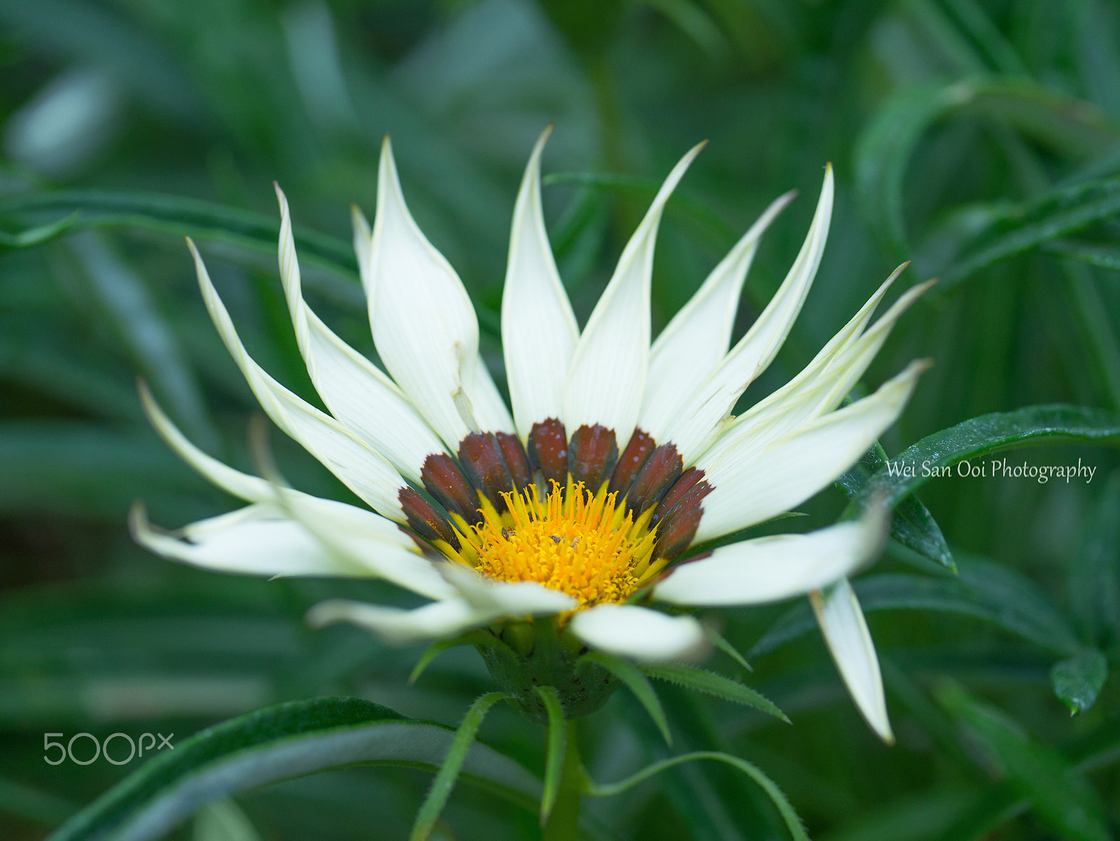 Panasonic Lumix DMC-GX7 sample photo. Summer garden 05 photography