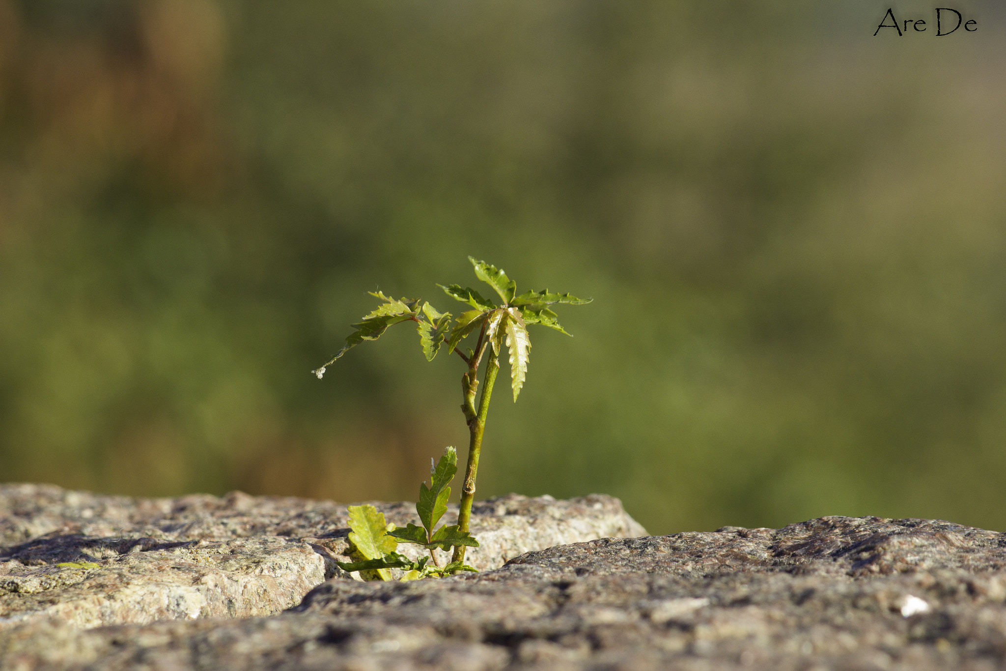 Canon EOS 550D (EOS Rebel T2i / EOS Kiss X4) sample photo. Standing tall alone photography