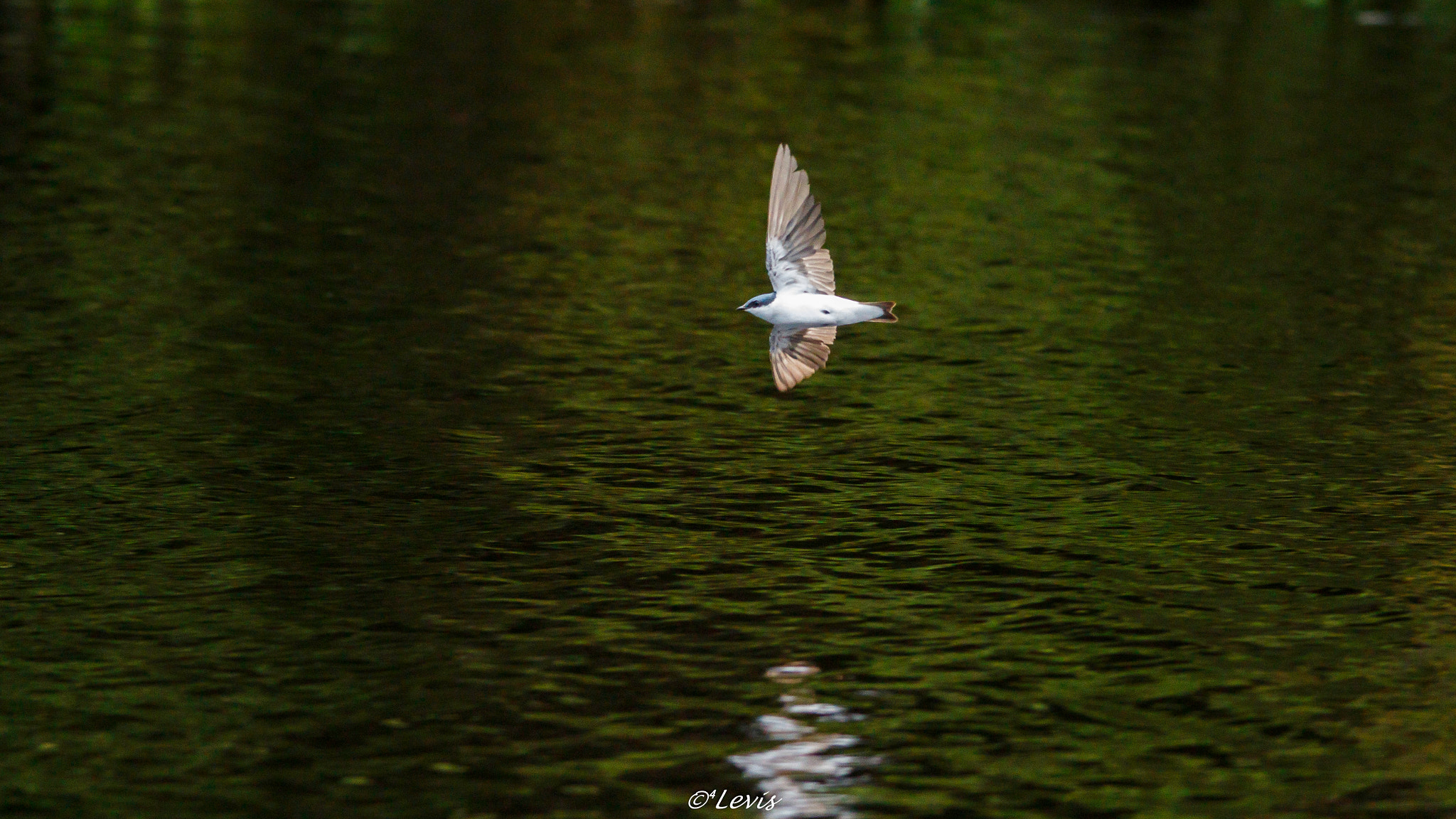 Sigma 150-500mm F5-6.3 DG OS HSM sample photo. N'água ou no'ar?  photography